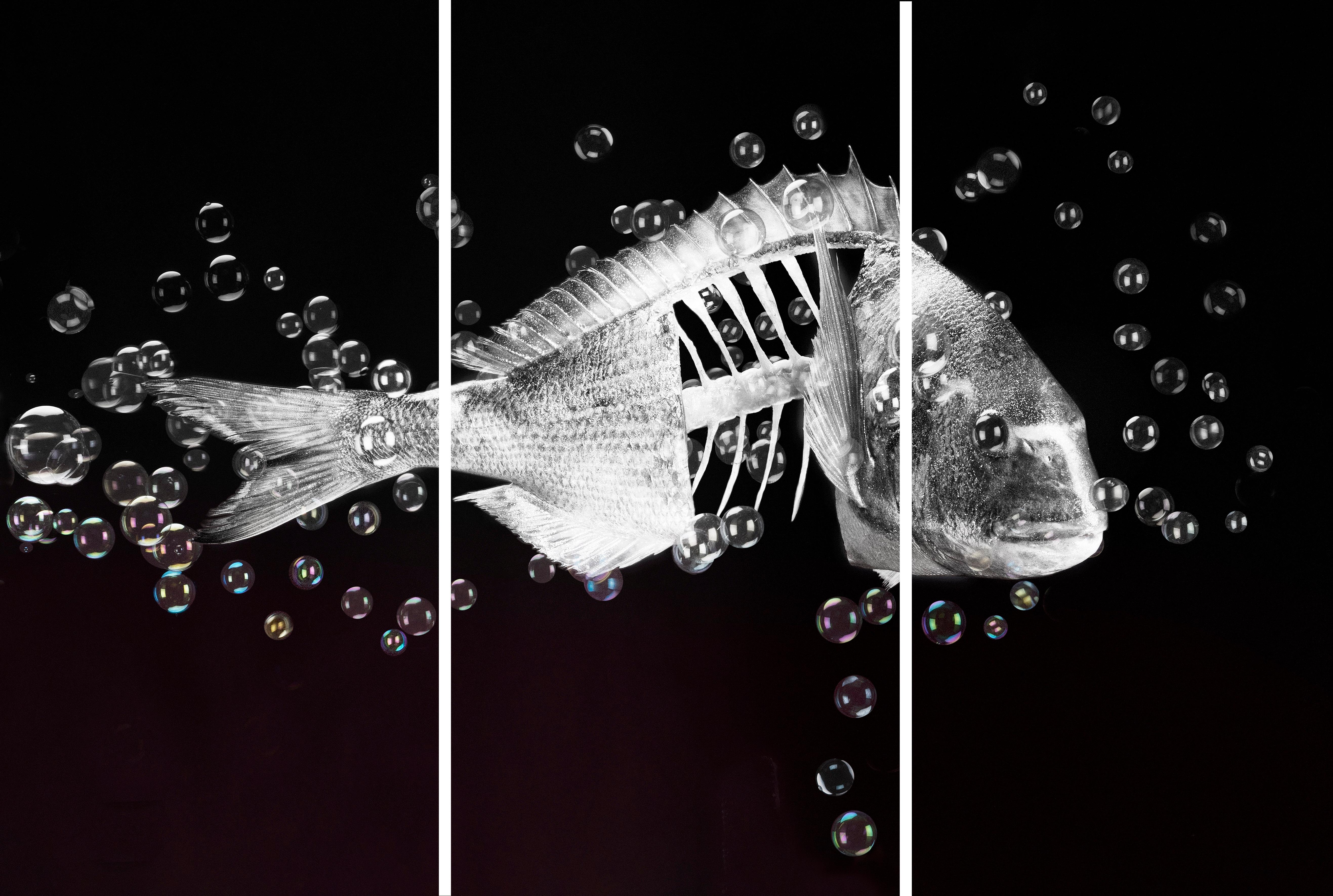 Monica Silva Black and White Photograph - The Fish that new too much  (Triptych)