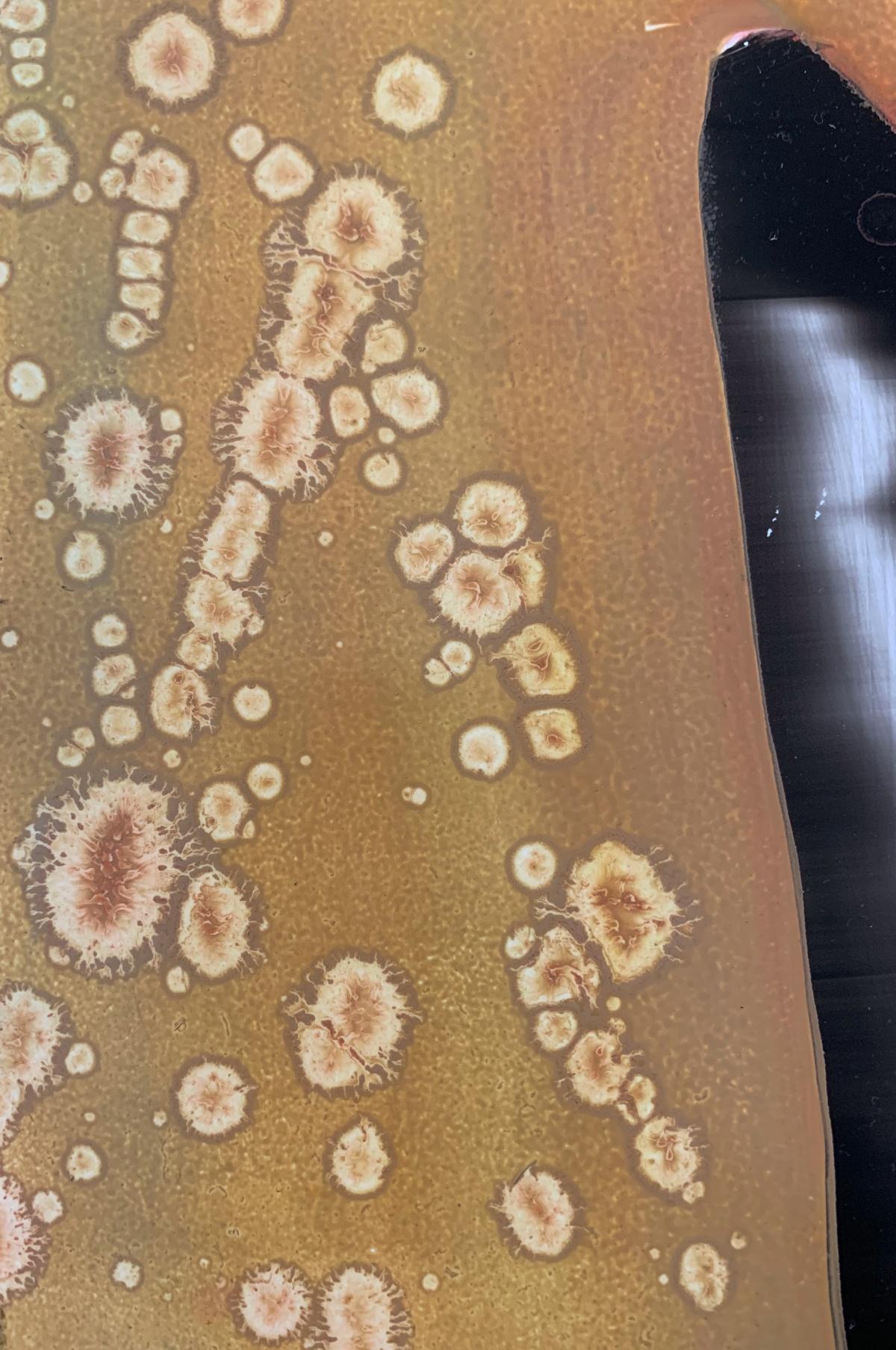 Quadro astratto in acrilico su tavola di stirene ad alto impatto dell'artista polacca che vive negli Stati Uniti, Monika Rossa. Le opere d'arte sono colorate. Can può essere esposta in verticale o in orizzontale.

MONIKA ROSSA 
Ha studiato pittura