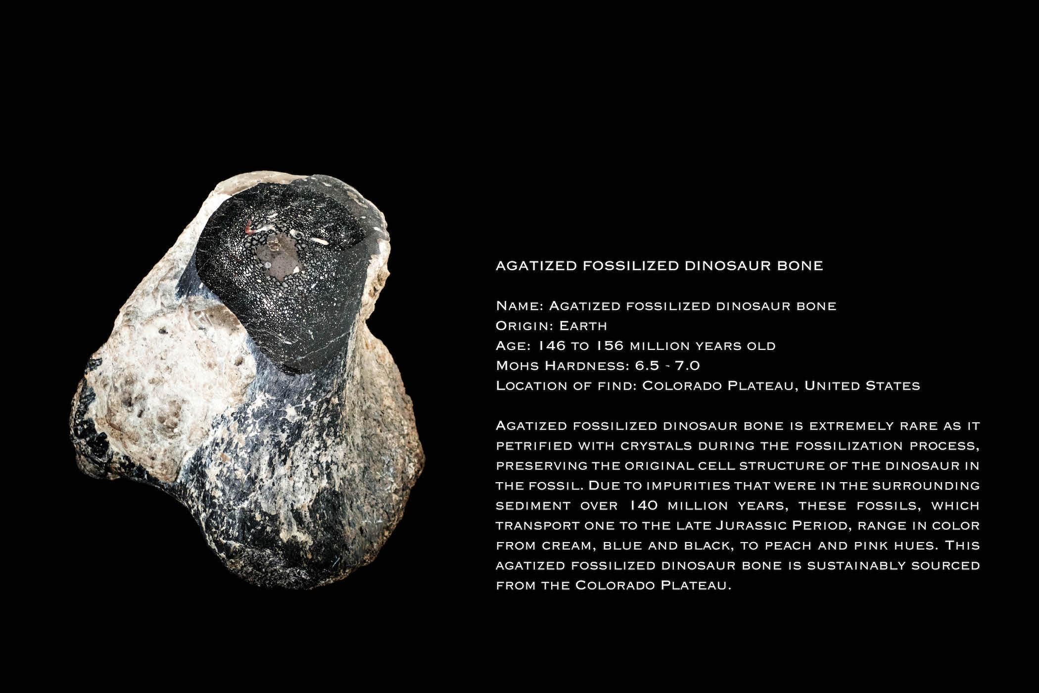 black fossilized bone
