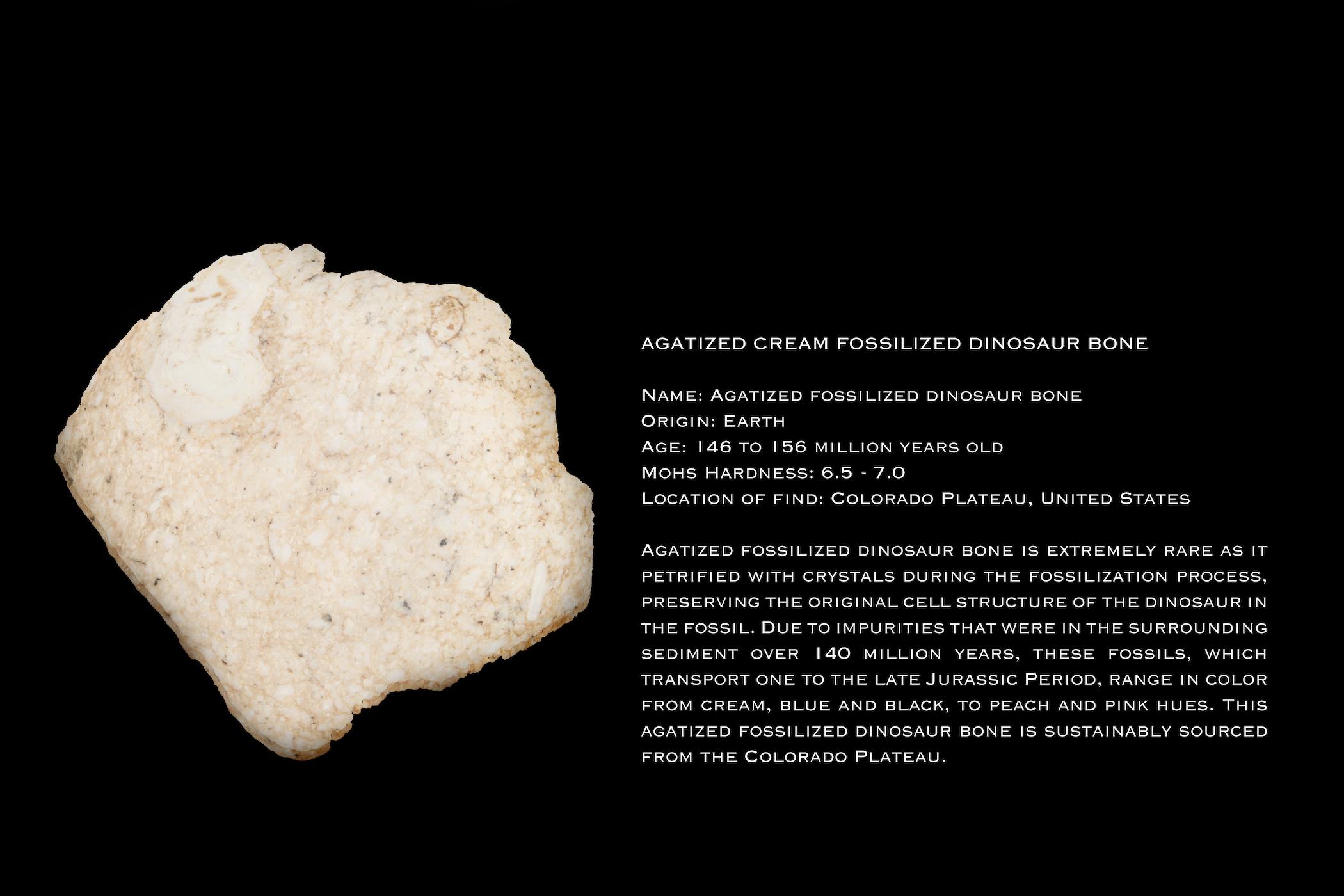 Brilliant Cut Monique Péan Cream Fossilized Dinosaur Bone Ring For Sale