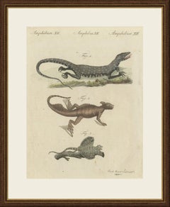 Monitor, Basilisk and Flying Dragon, Antique Bertuch Print, Vienna, circa 1805
