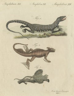Monitor, Basilisk and Flying Dragon, Antique Bertuch Print, Vienna, circa 1805