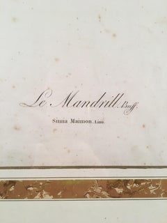 Monkey Print, J.B. Audebert, circa 1800