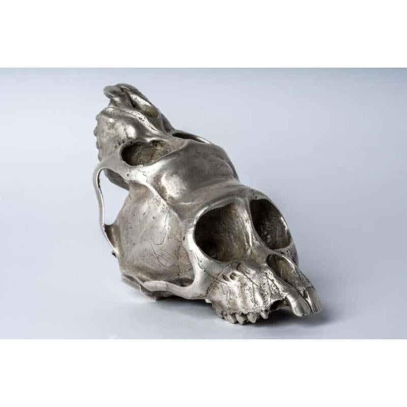 macaque skull