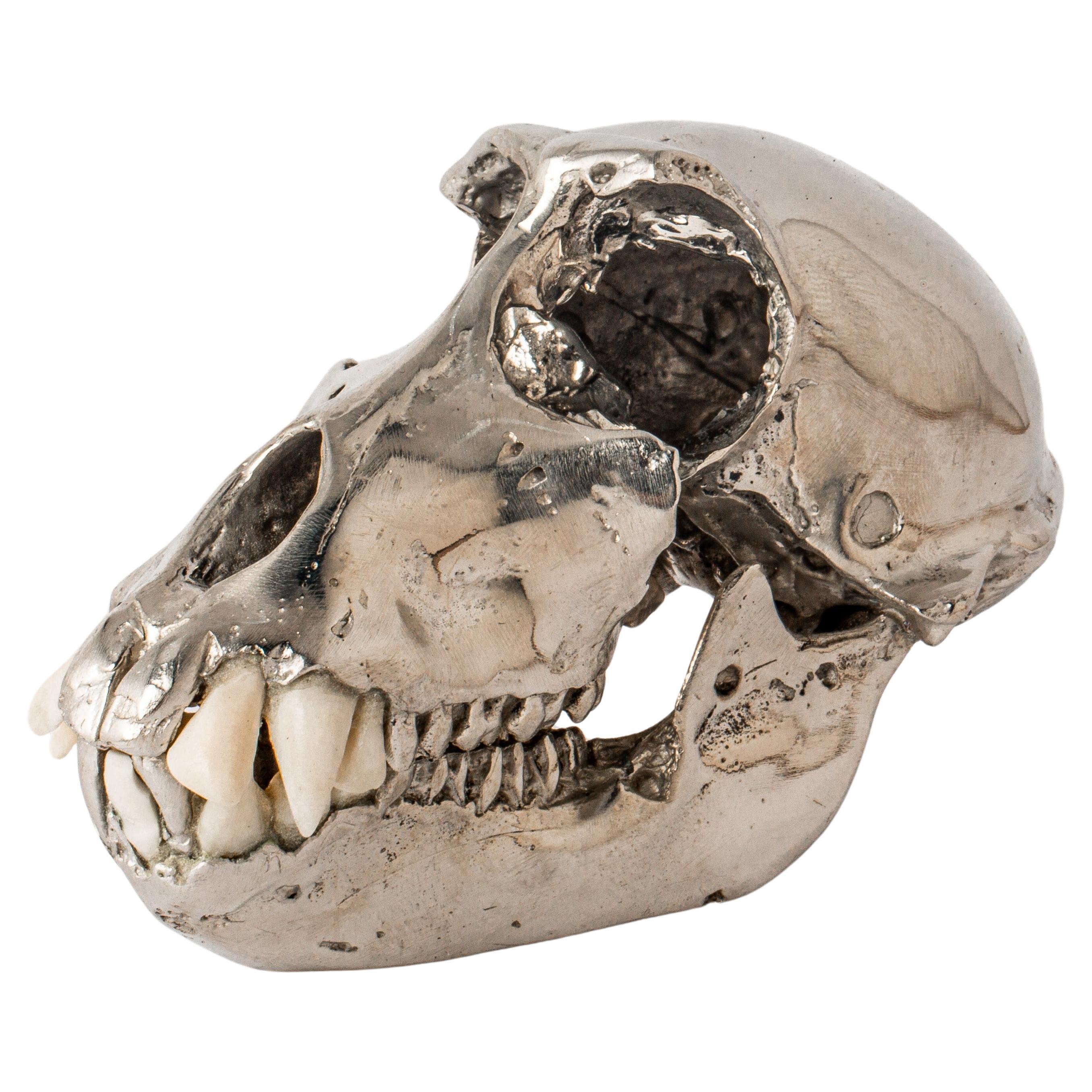 Monkey Skull (CR+B) For Sale