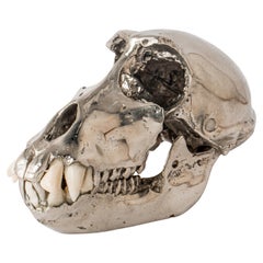 crâne de singe (CR+B)