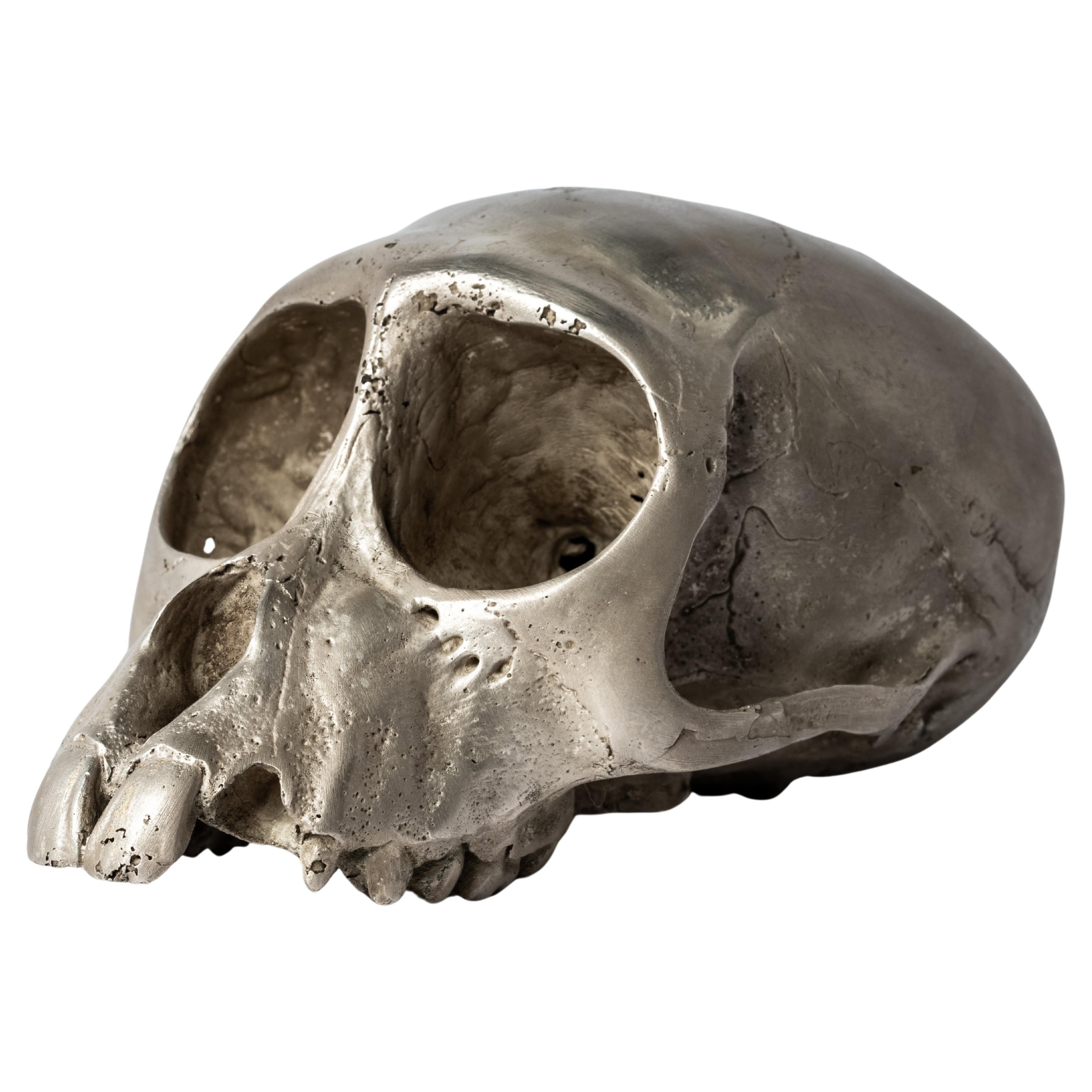 Monkey Skull (Jawless, AS) For Sale