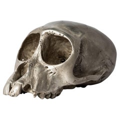 crâne de singe (Jawless, AS)