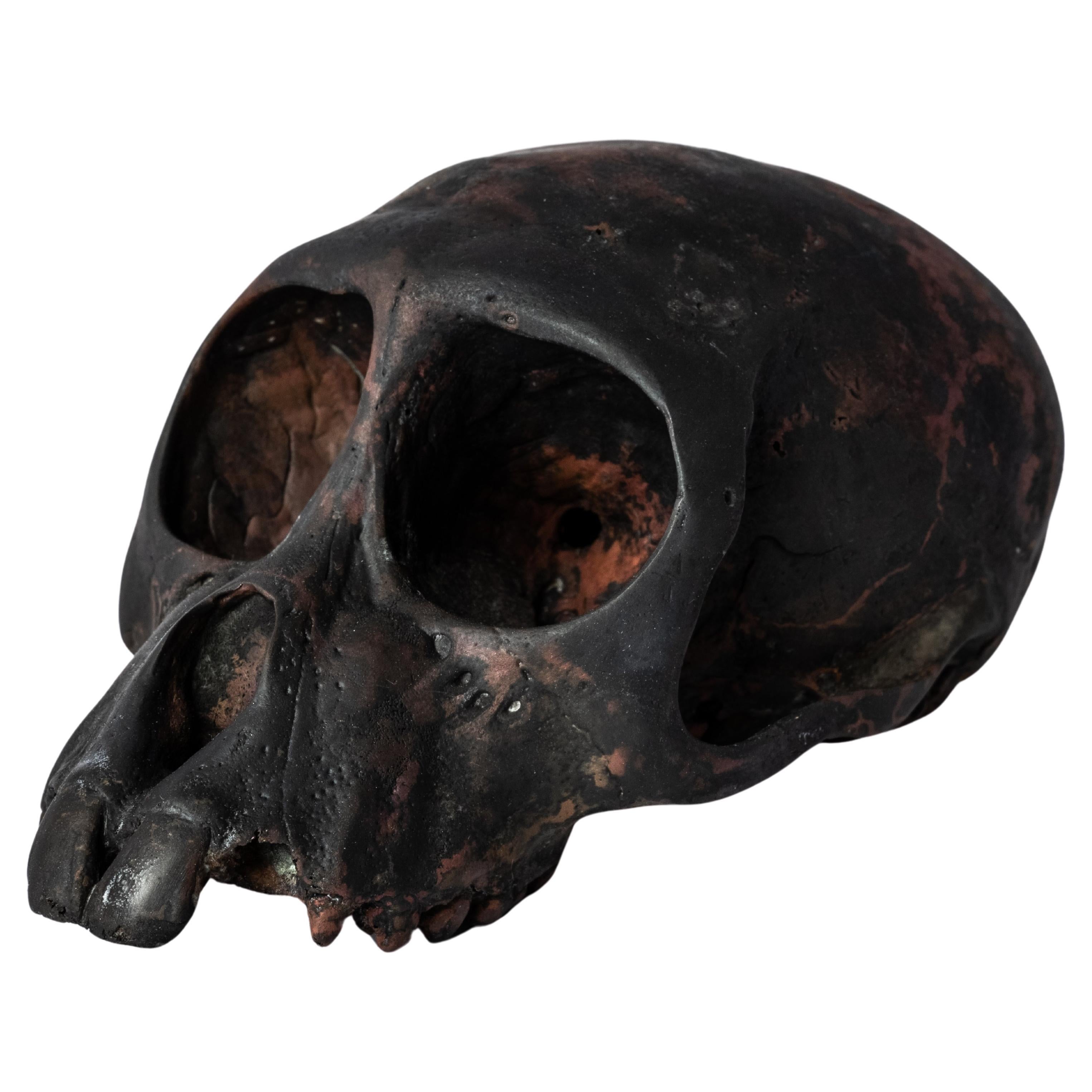 Monkey Skull (Jawless, DR) For Sale