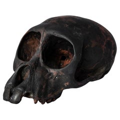Monkey Skull (Jawless, DR)