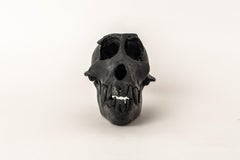 Monkey Skull (KAS)
