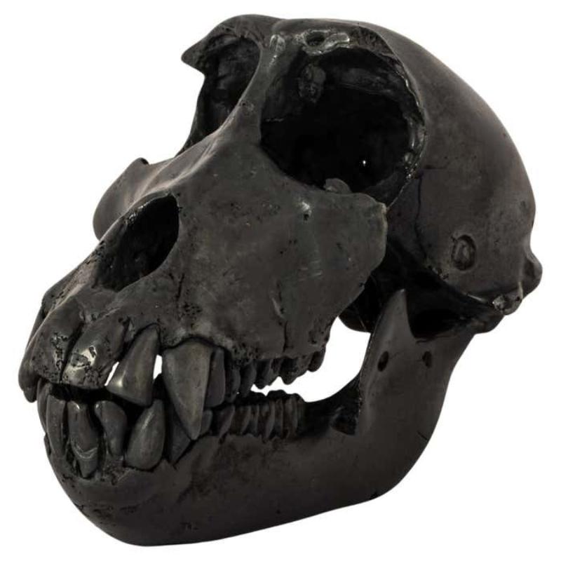 crâne de singe (KAS)