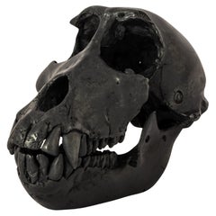 Monkey Skull (KAS)