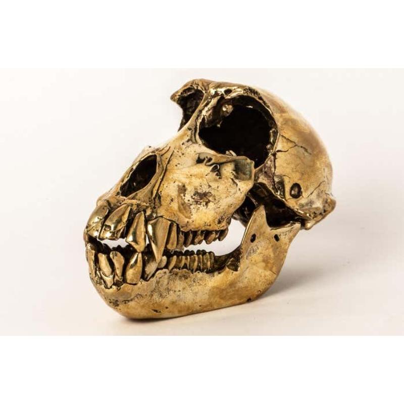 Monkey Skull in polished brass. It is a striking and intriguing piece of art, capturing the essence of the majestic monkey in a unique and captivating form. Its construction adds a touch of elegance to the fierce and powerful symbolism of the