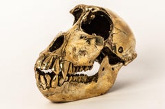 Monkey Skull (PR)