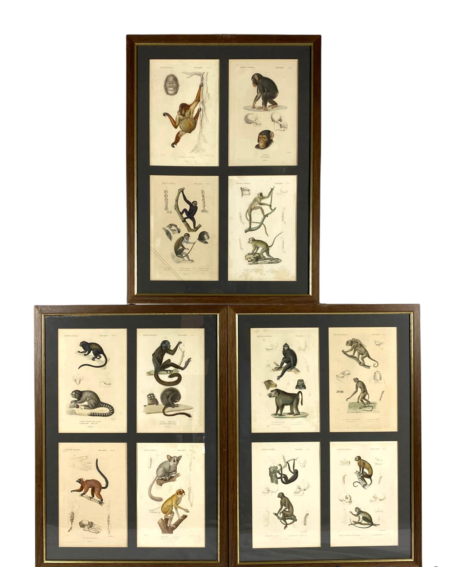 Paper Monkeys Prints, 12 Engravings from 