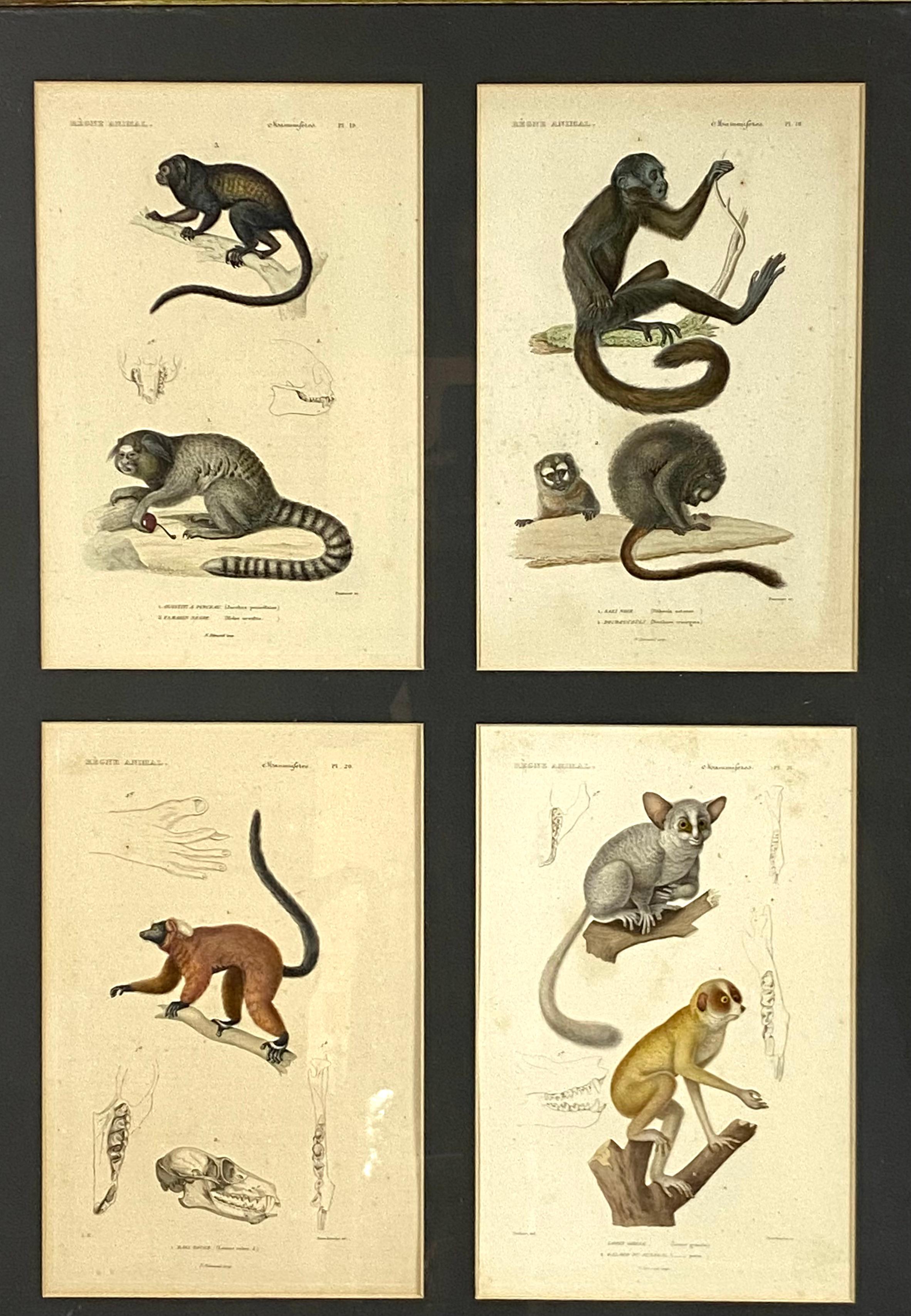 Set of 3 glassed framed panels of 12 engraving depicting monkeys and lemur studies from 