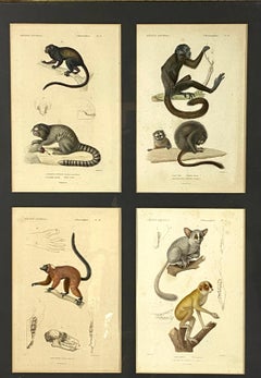 Monkeys Prints, 12 Engravings from "Le Règne Animal" Georges Cuvier, France 1816