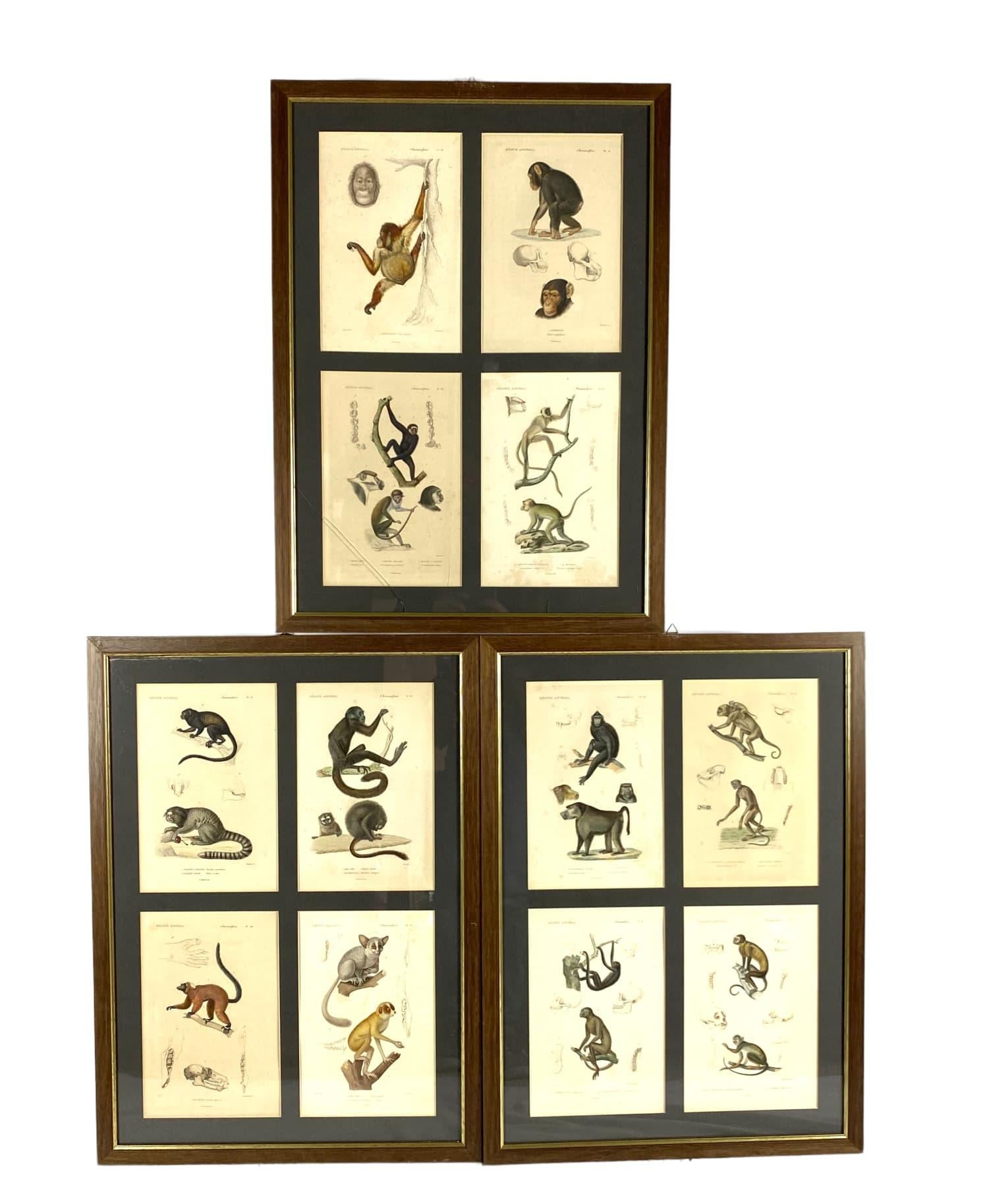 British Colonial Monkeys Prints, 12 Engravings from 