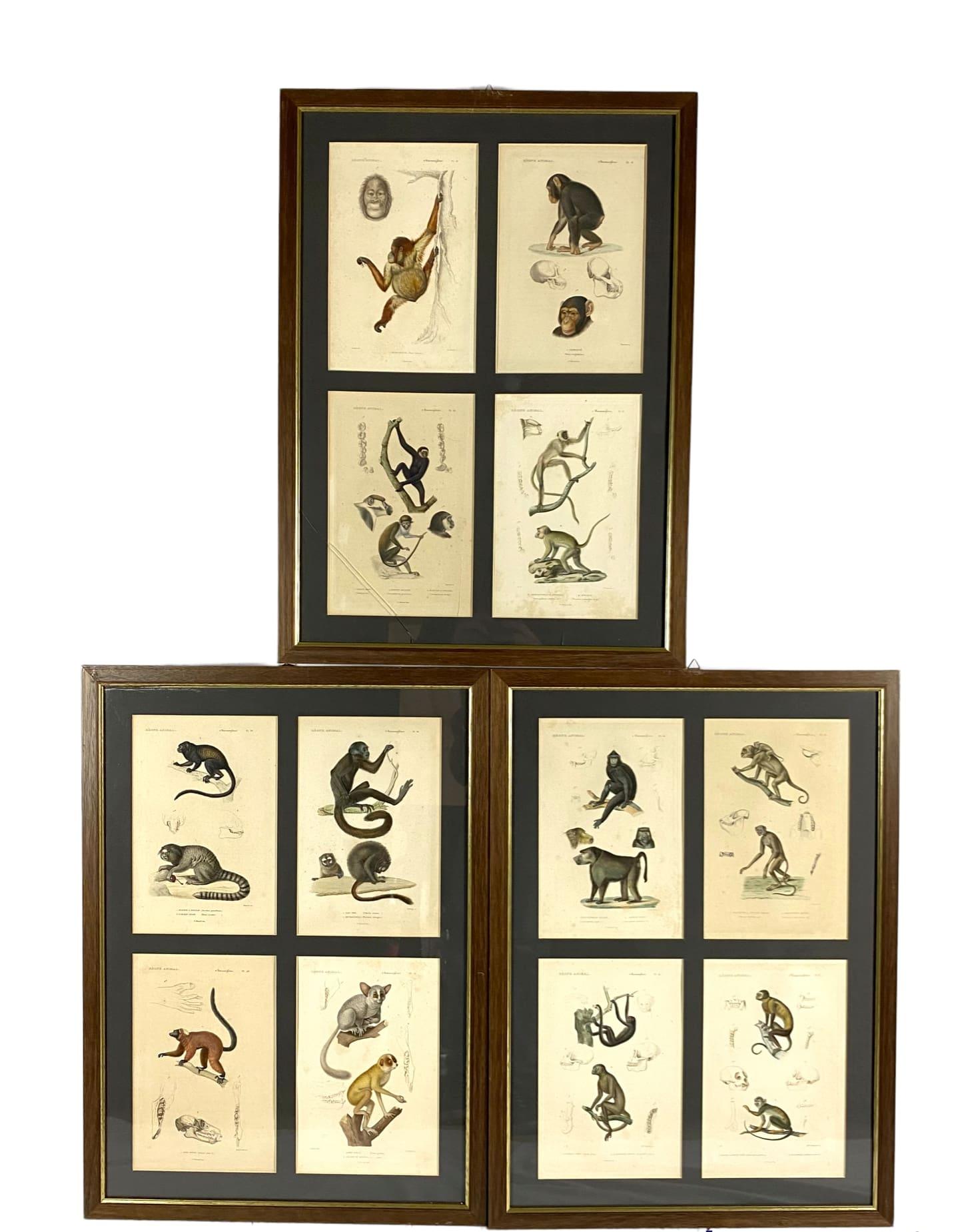 French Monkeys Prints, 12 Engravings from 