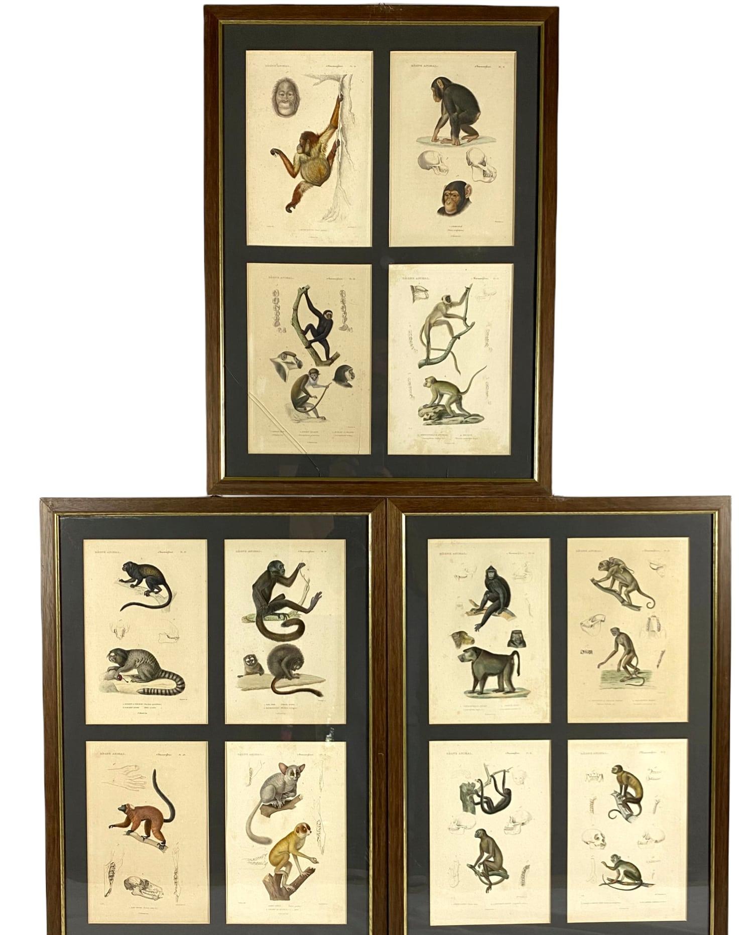 Monkeys Prints, 12 Engravings from 