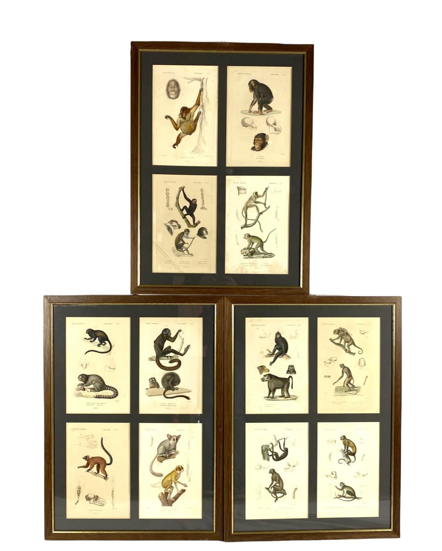 19th Century Monkeys Prints, 12 Engravings from 