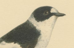 Monochrome Elegance: Bird Print of The Collared Flycatcher by Von Wright, 1927