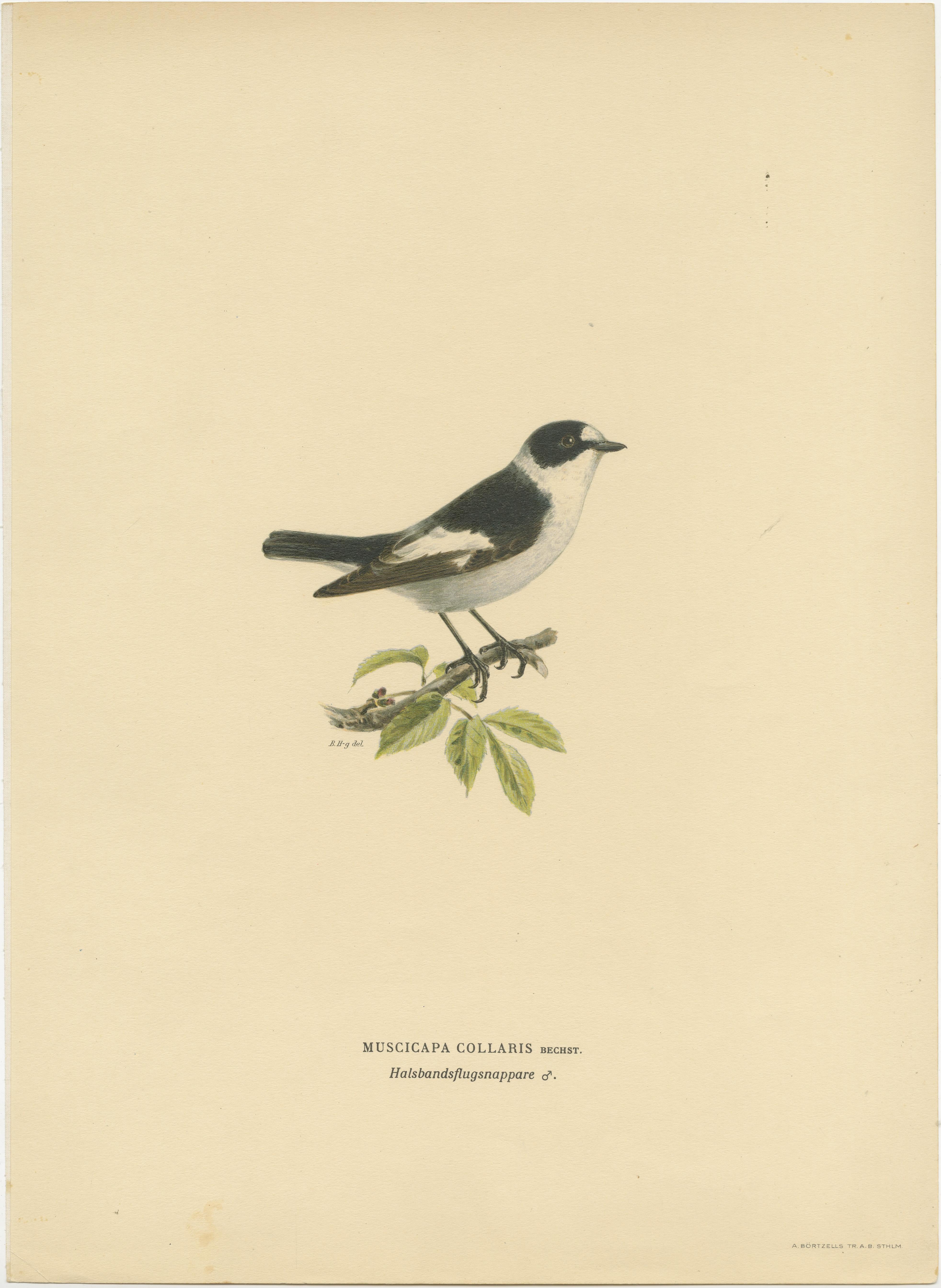 Monochrome Elegance: Bird Print of The Collared Flycatcher by Von Wright, 1927 In Good Condition For Sale In Langweer, NL