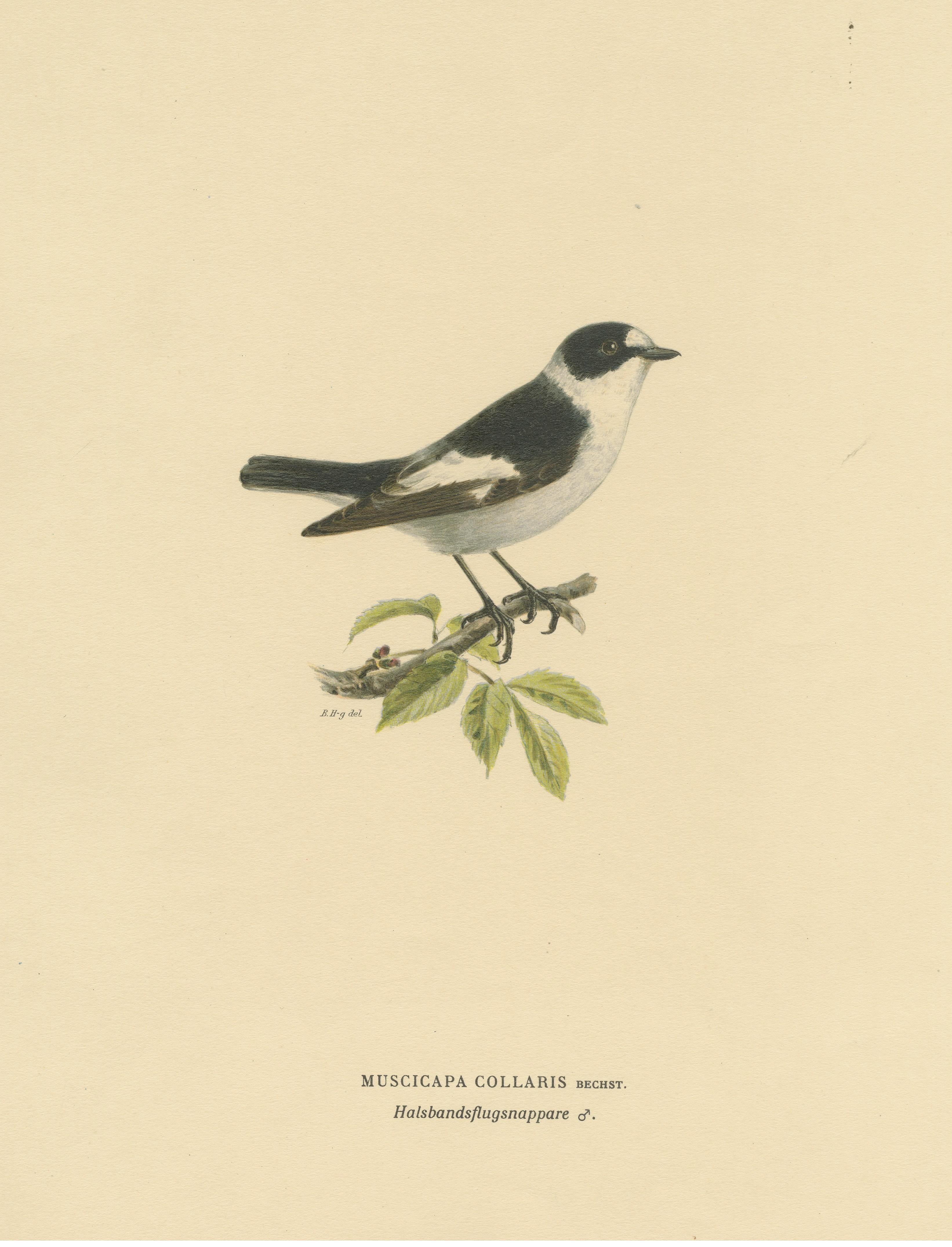 Paper Monochrome Elegance: Bird Print of The Collared Flycatcher by Von Wright, 1927 For Sale