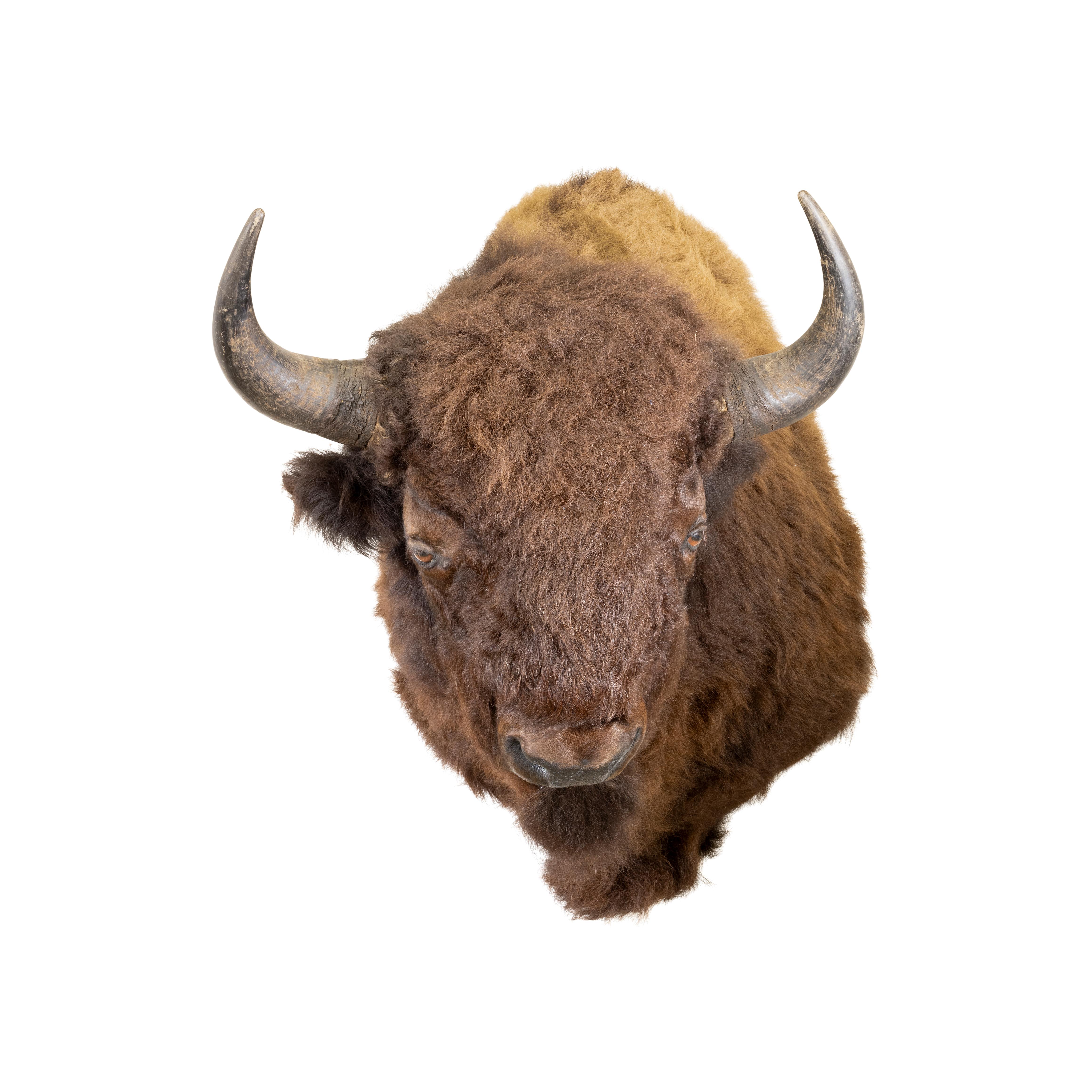 Montana buffalo bison taxidermy mount. This lovely contemporary shoulder mount features two toned fur in light tan and chocolate brown colors. Horns are large and in good condition. Taxidermy is realistic and well done. Hangs securely to the wall.