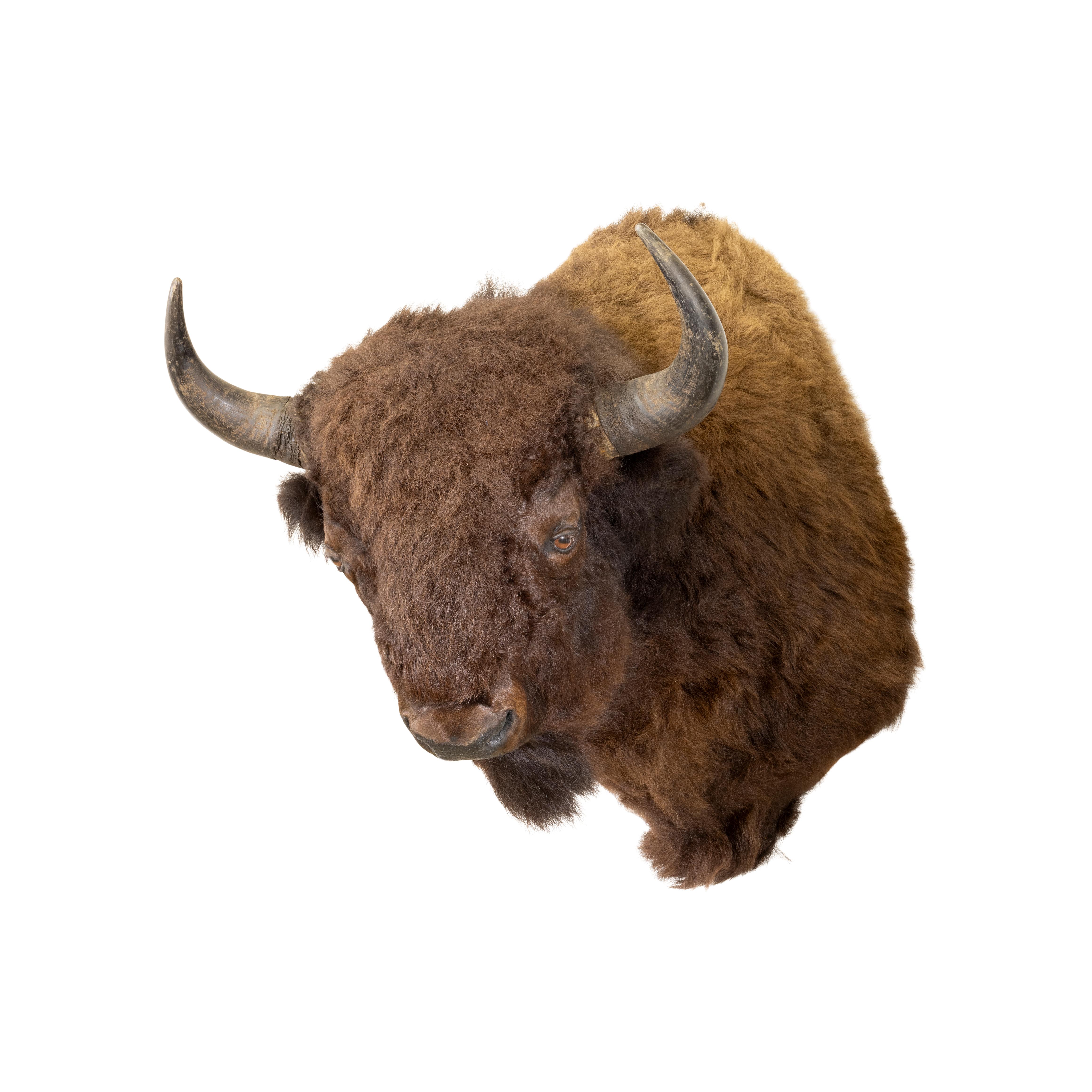 buffalo hunter echtgeld