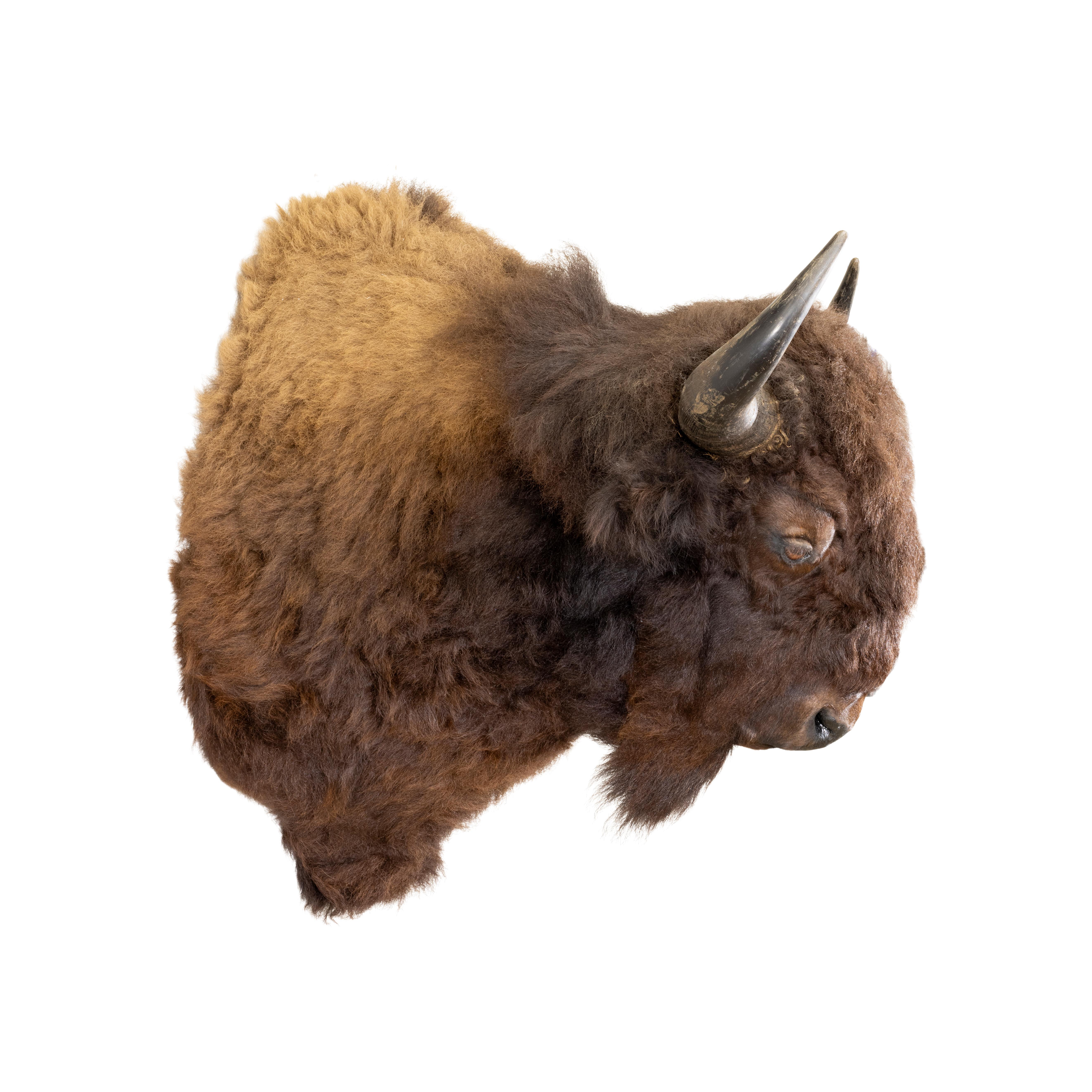 buffalo shoulder mount for sale