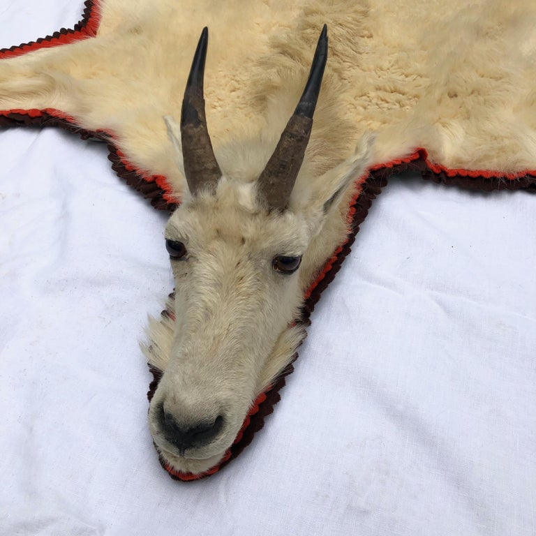 Montana Trophy Mountain Goat Hide Rug For Sale at 1stDibs