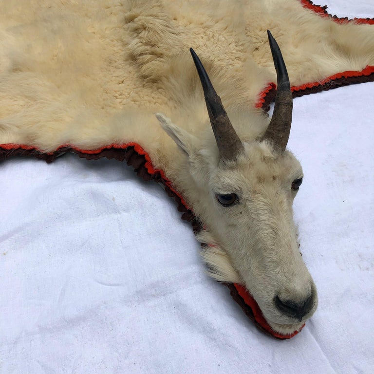 Montana Trophy Mountain Goat Hide Rug For Sale at 1stDibs