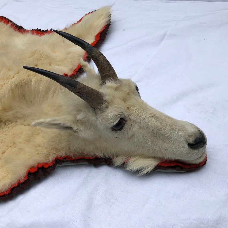 Montana Trophy Mountain Goat Hide Rug For Sale at 1stDibs