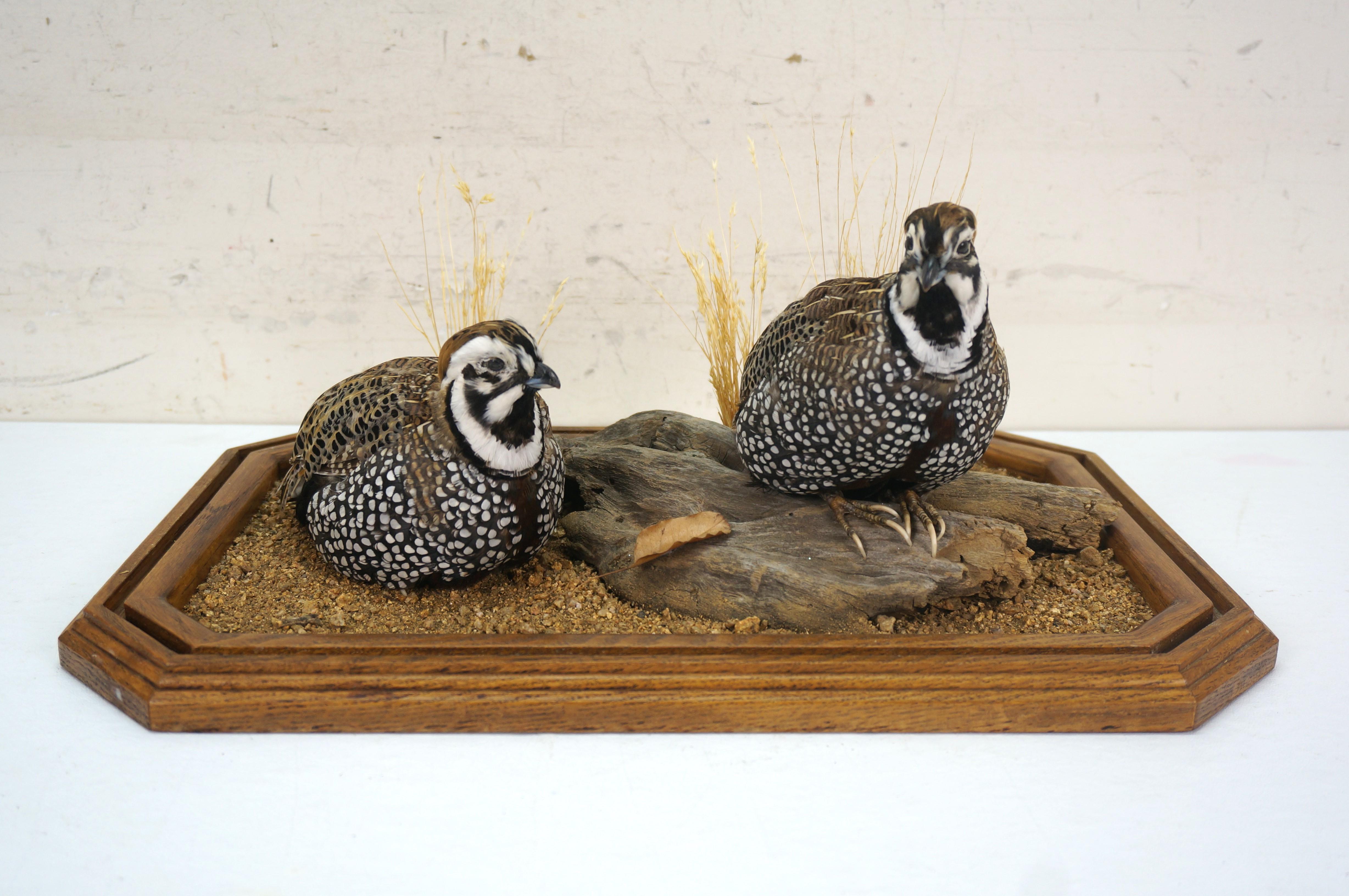 Montezuma Mearns Quail Male & Female Taxidermy Bird Mount in Display Case 18