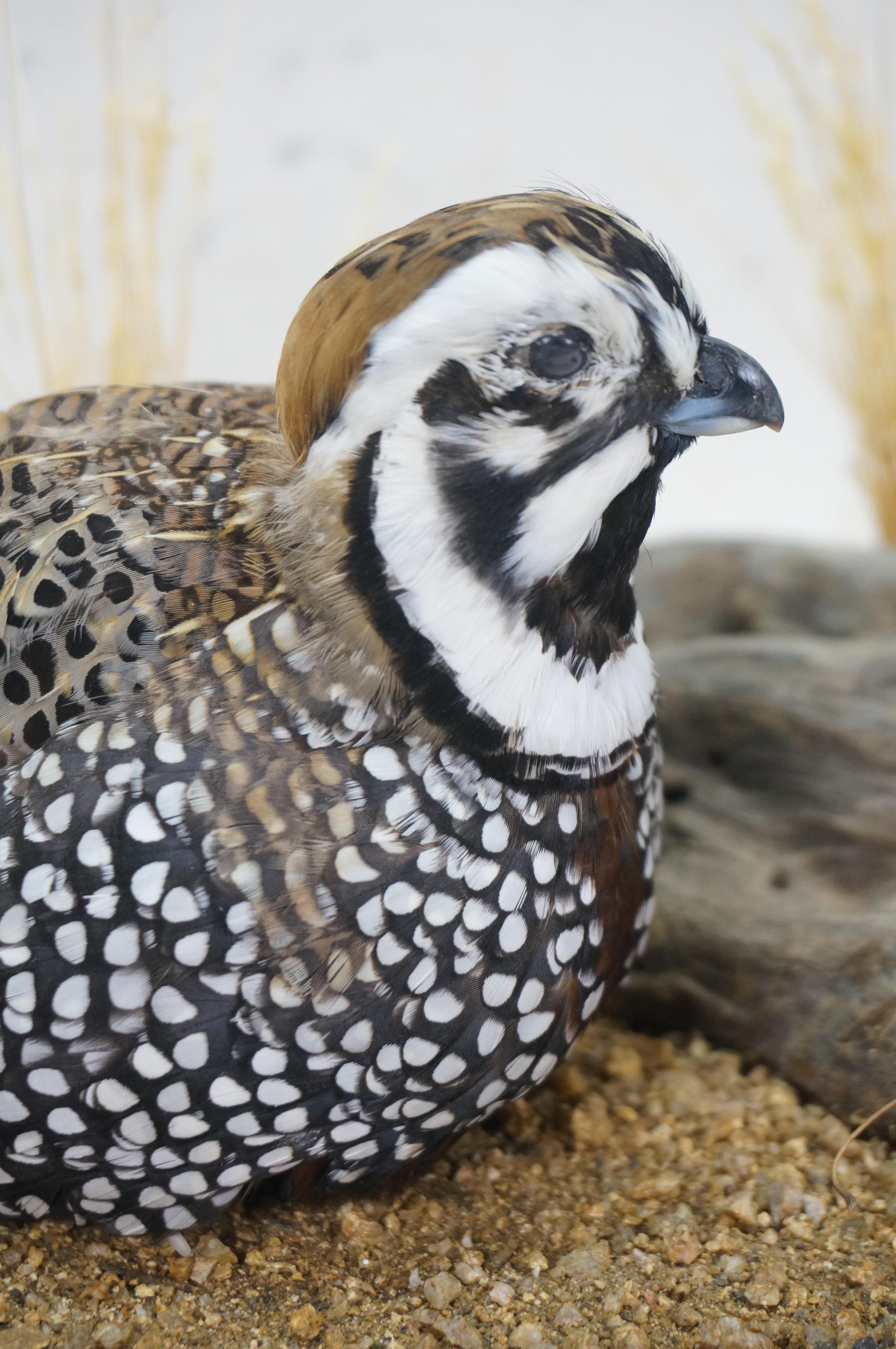 Montezuma Mearns Quail Male & Female Taxidermy Bird Mount in Display Case 18