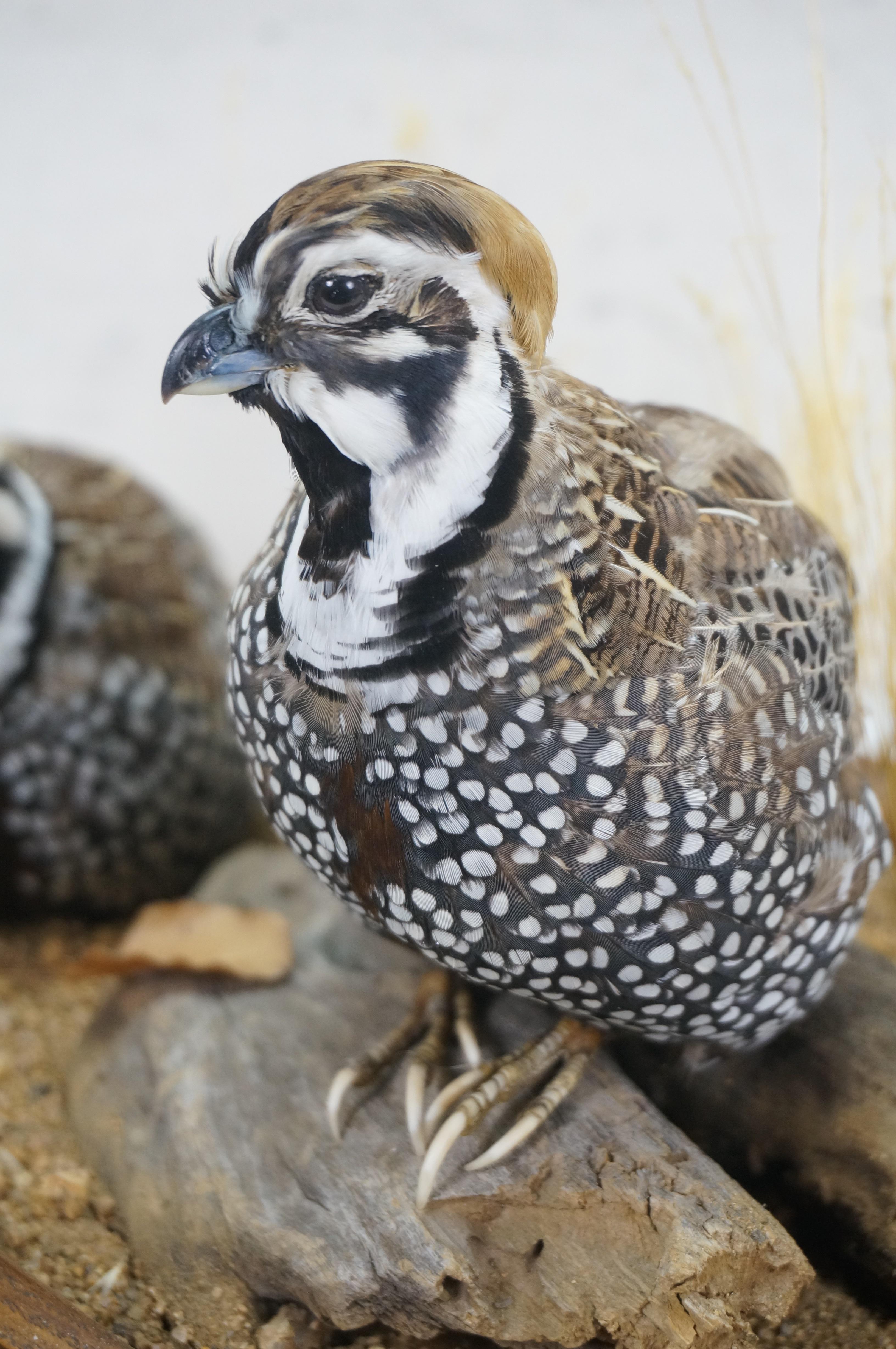Montezuma Mearns Quail Male & Female Taxidermy Bird Mount in Display Case 18