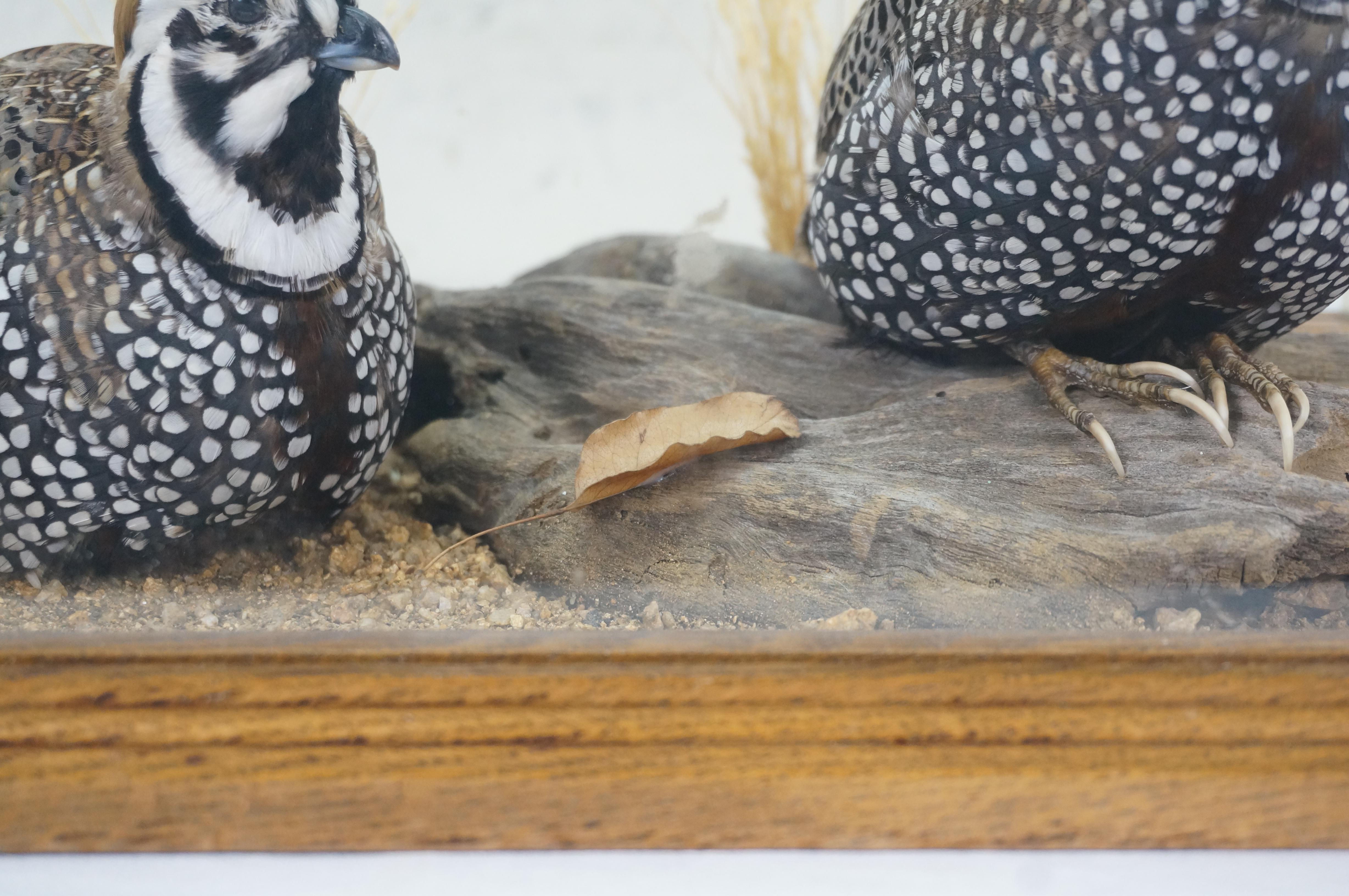 Montezuma Mearns Quail Male & Female Taxidermy Bird Mount in Display Case 18