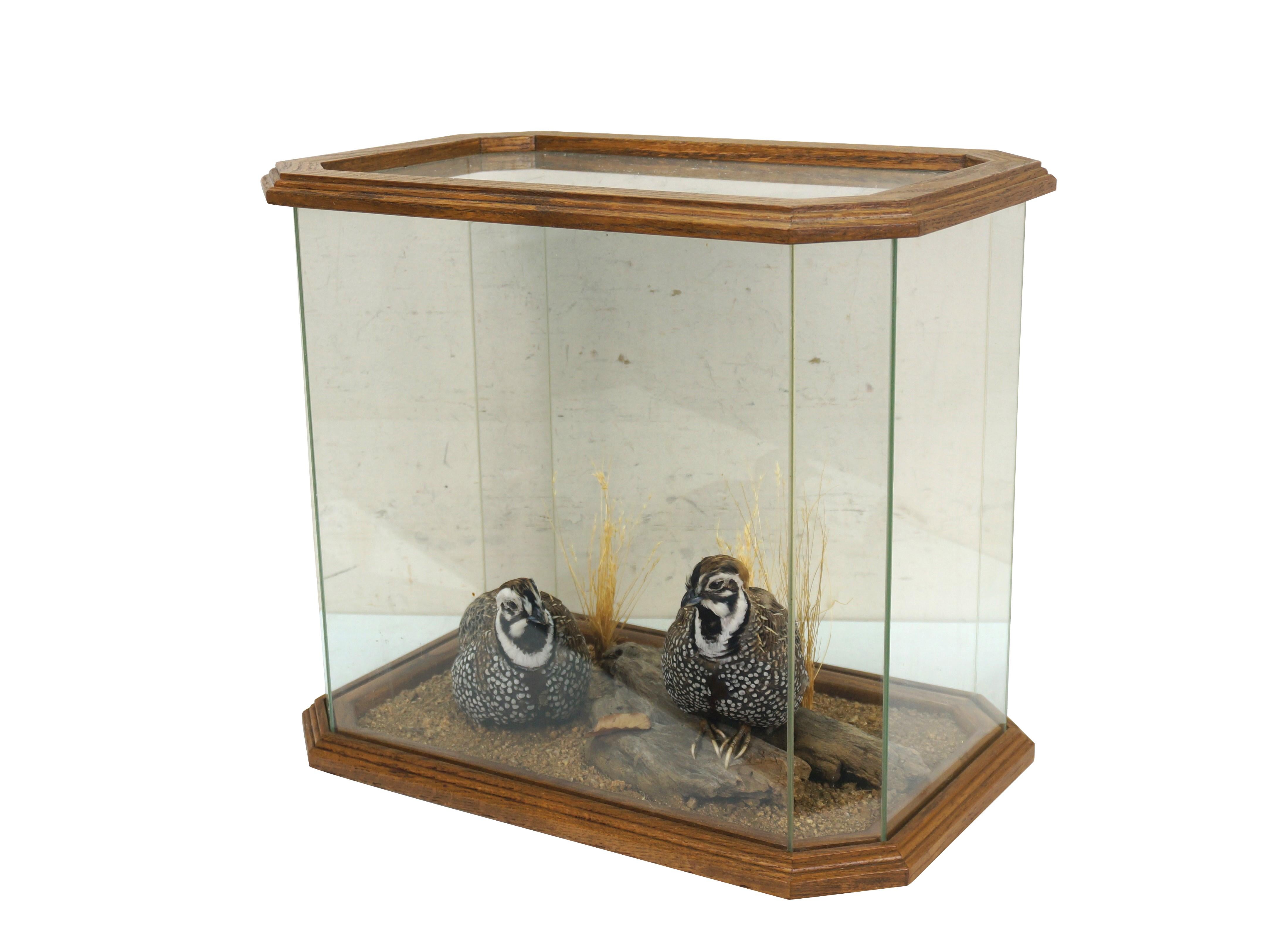 Vintage male and female cased Merns Quail game bird taxidermy mount in octagonal oak and glass showcase with driftwood and foliage.

Dimensions:
17.75