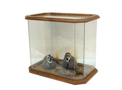 Montezuma Mearns Quail Male & Female Taxidermy Bird Mount in Display Case 18"