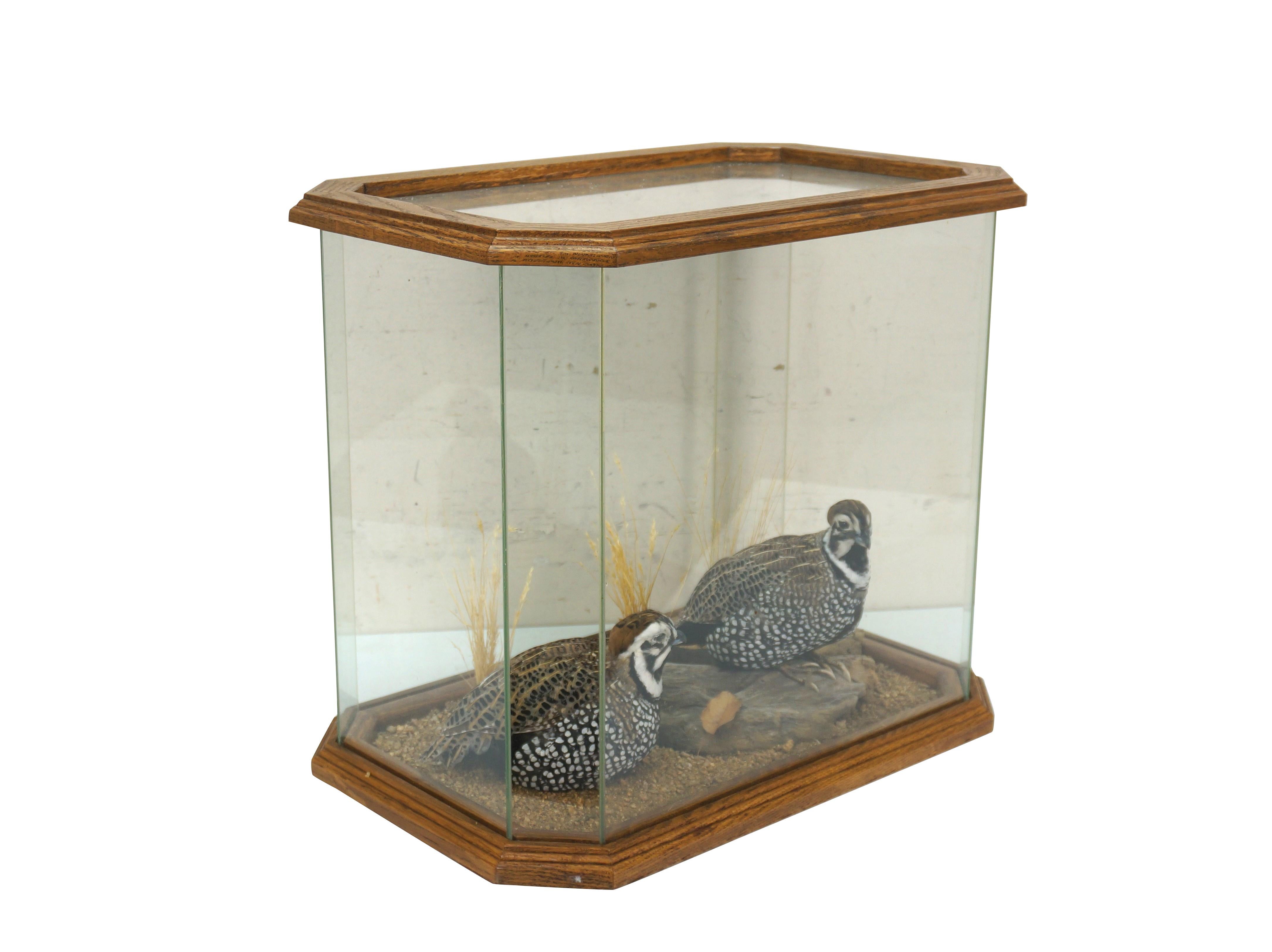 Country Montezuma Mearns Quail Male & Female Taxidermy Bird Mount in Display Case 18