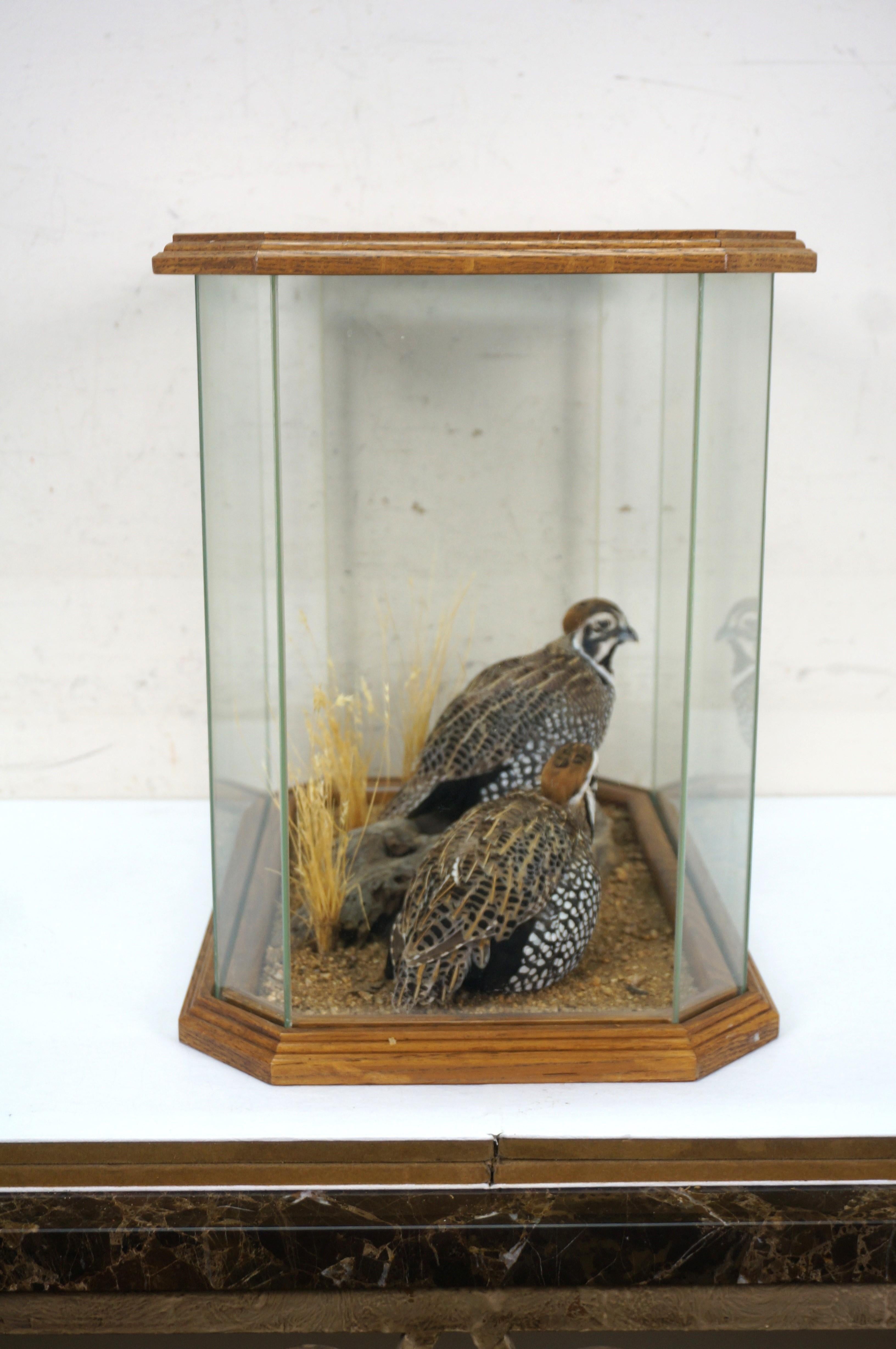American Montezuma Mearns Quail Male & Female Taxidermy Bird Mount in Display Case 18