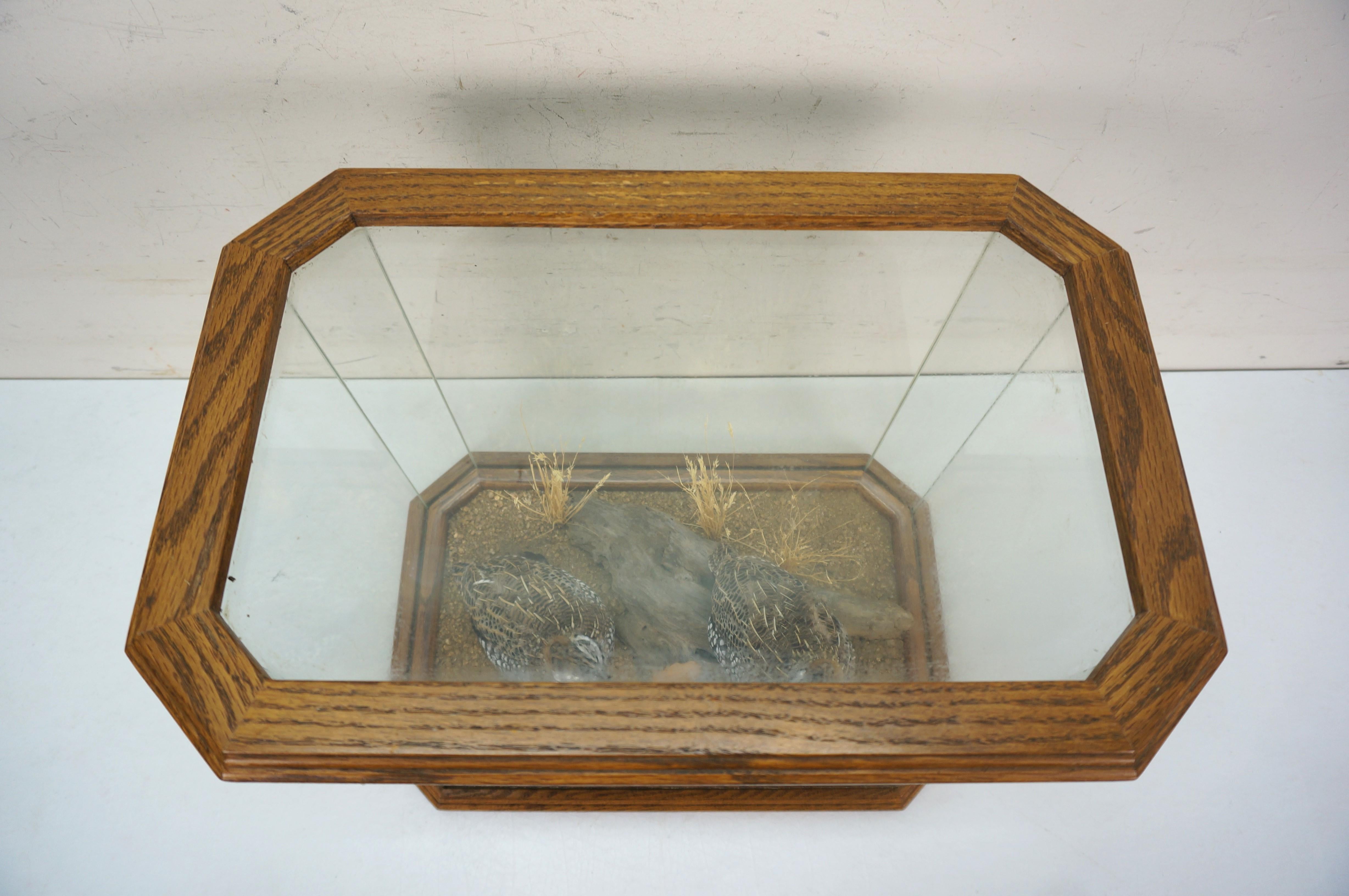 Montezuma Mearns Quail Male & Female Taxidermy Bird Mount in Display Case 18