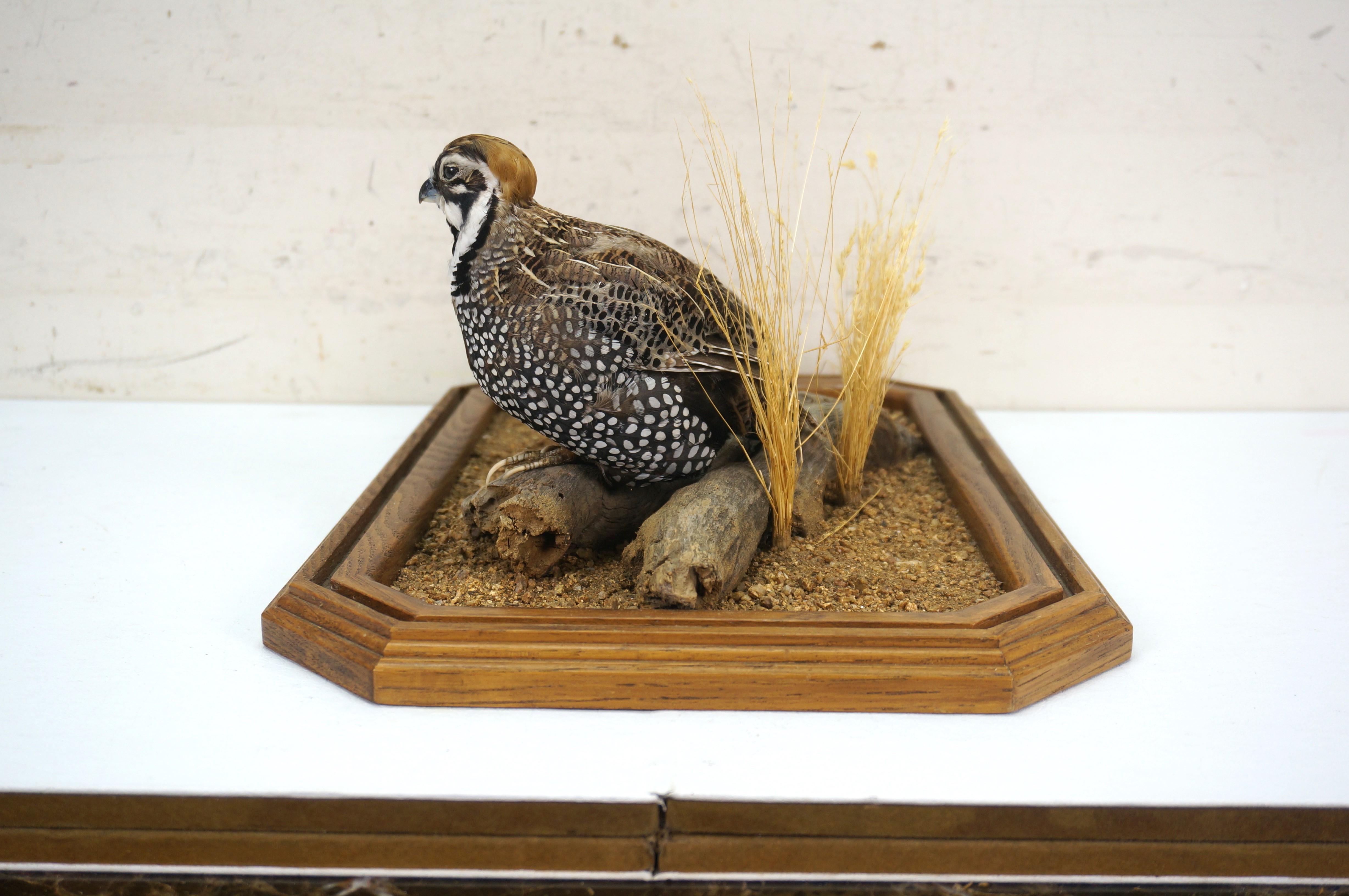 20th Century Montezuma Mearns Quail Male & Female Taxidermy Bird Mount in Display Case 18