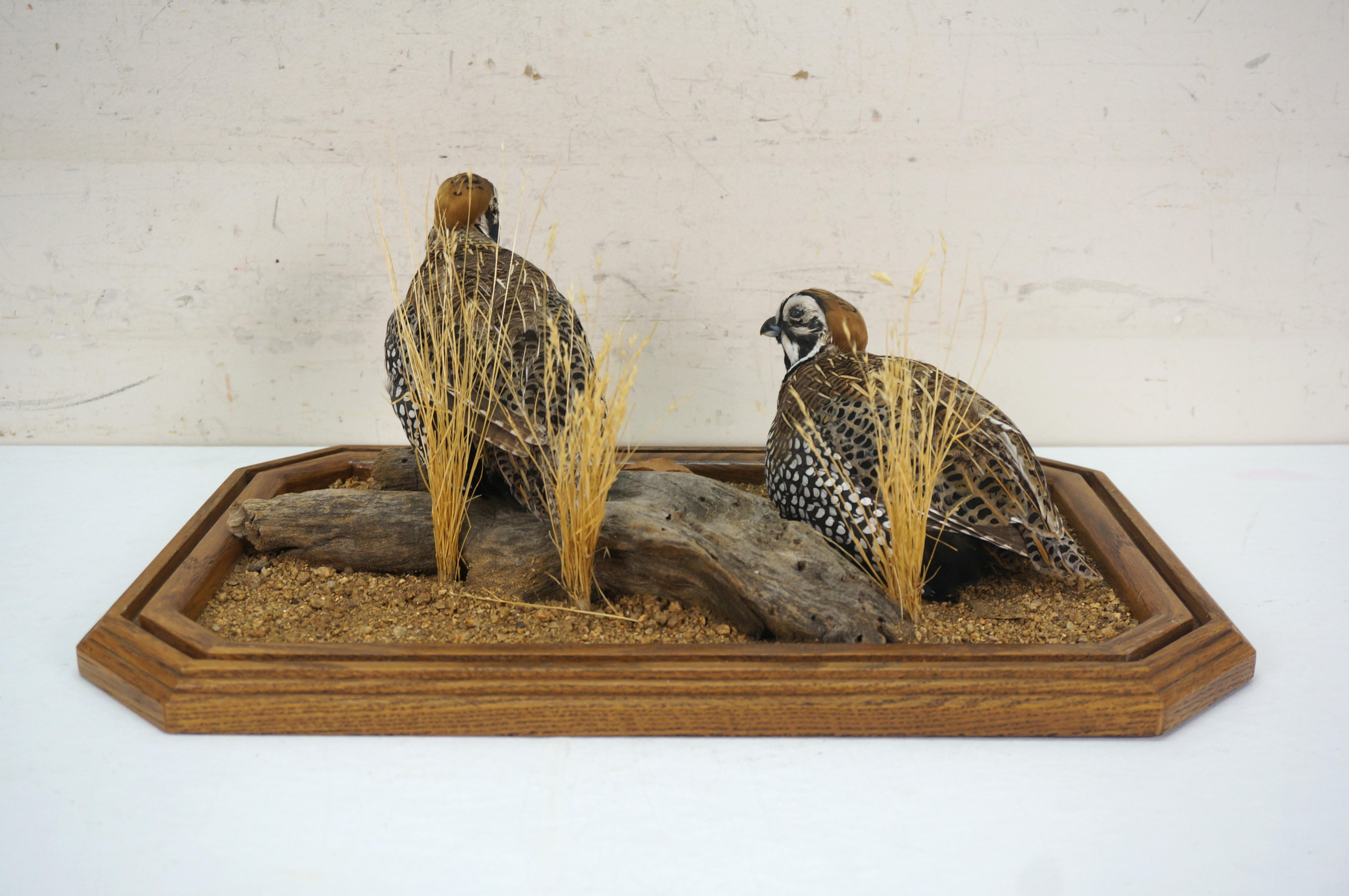 Feathers Montezuma Mearns Quail Male & Female Taxidermy Bird Mount in Display Case 18