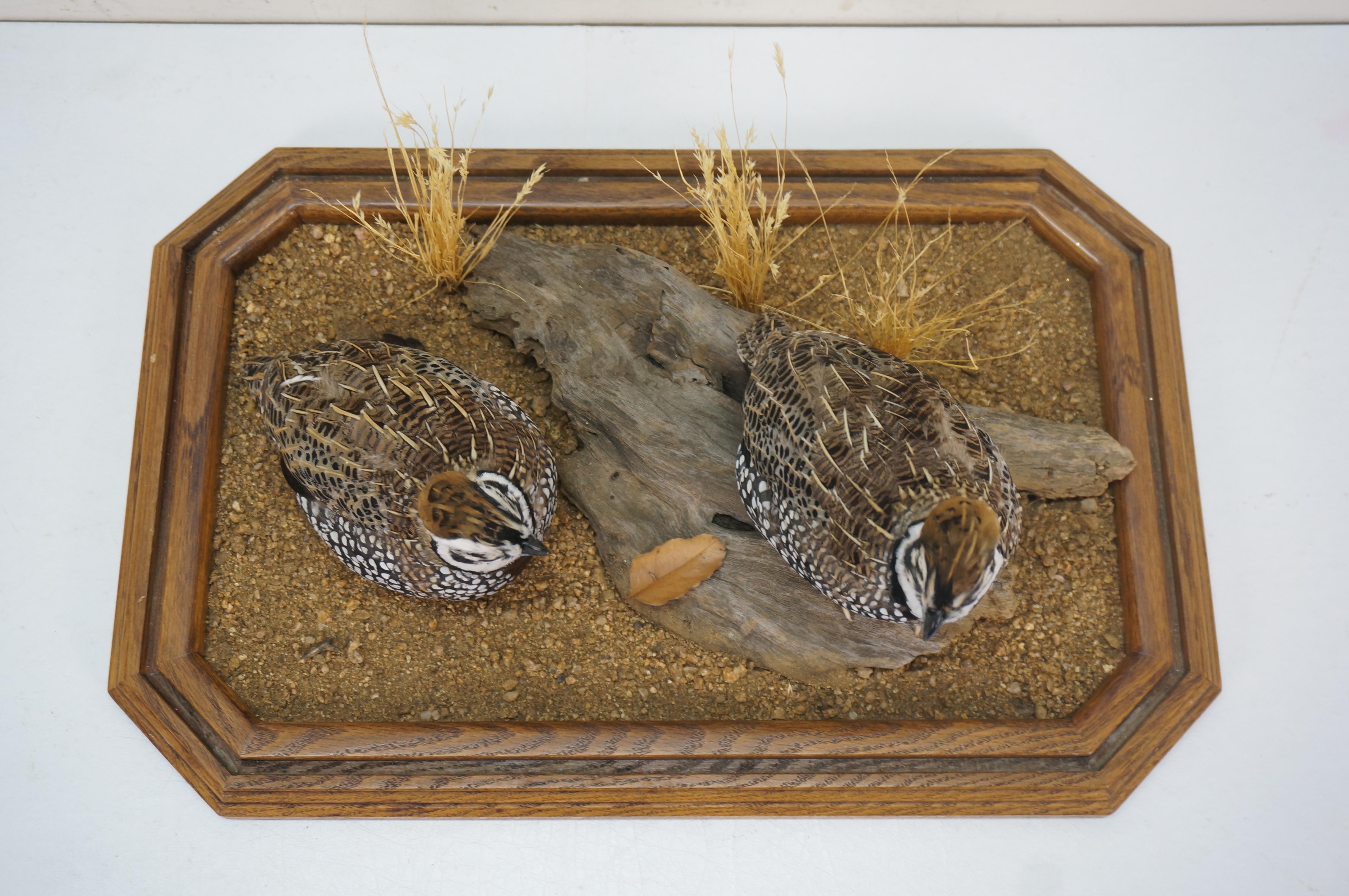 Montezuma Mearns Quail Male & Female Taxidermy Bird Mount in Display Case 18