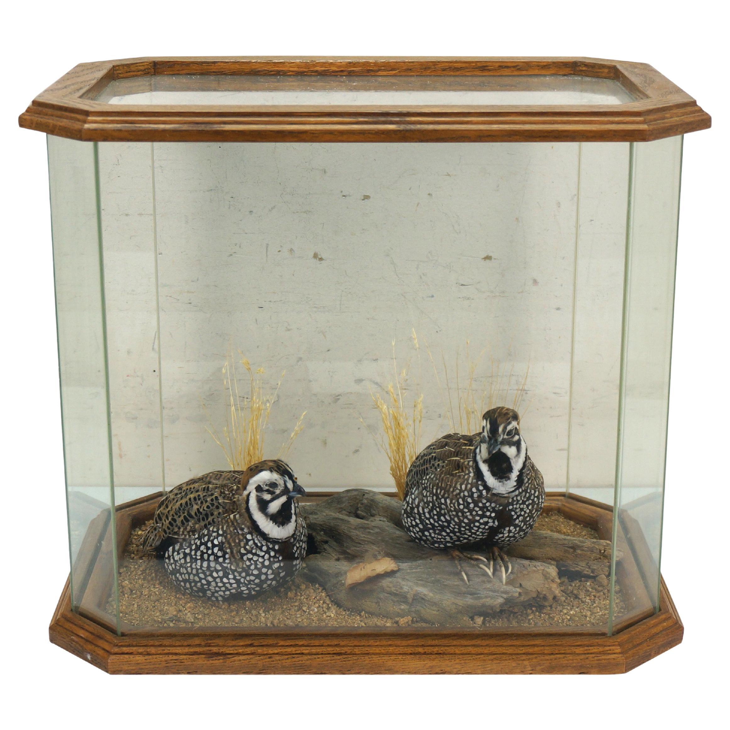 Montezuma Mearns Quail Male & Female Taxidermy Bird Mount in Display Case 18"