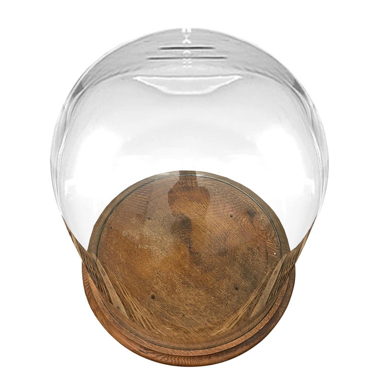 Monumental 19th Century American Glass Cloche For Sale at 1stDibs