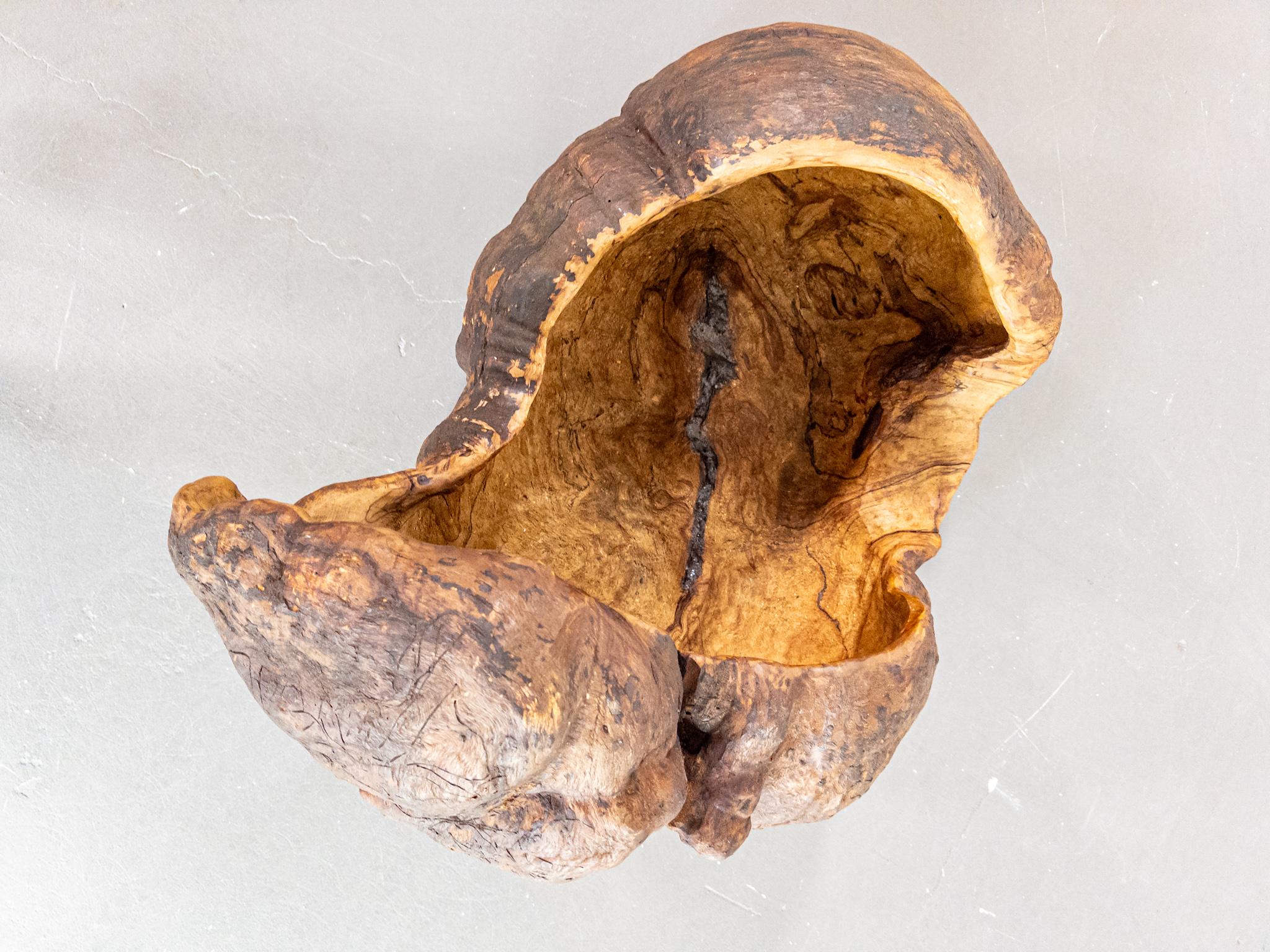 Monumental Vasija Escandinava del Siglo XIX de Madera de Burl - Escultura Orgánica en venta 4